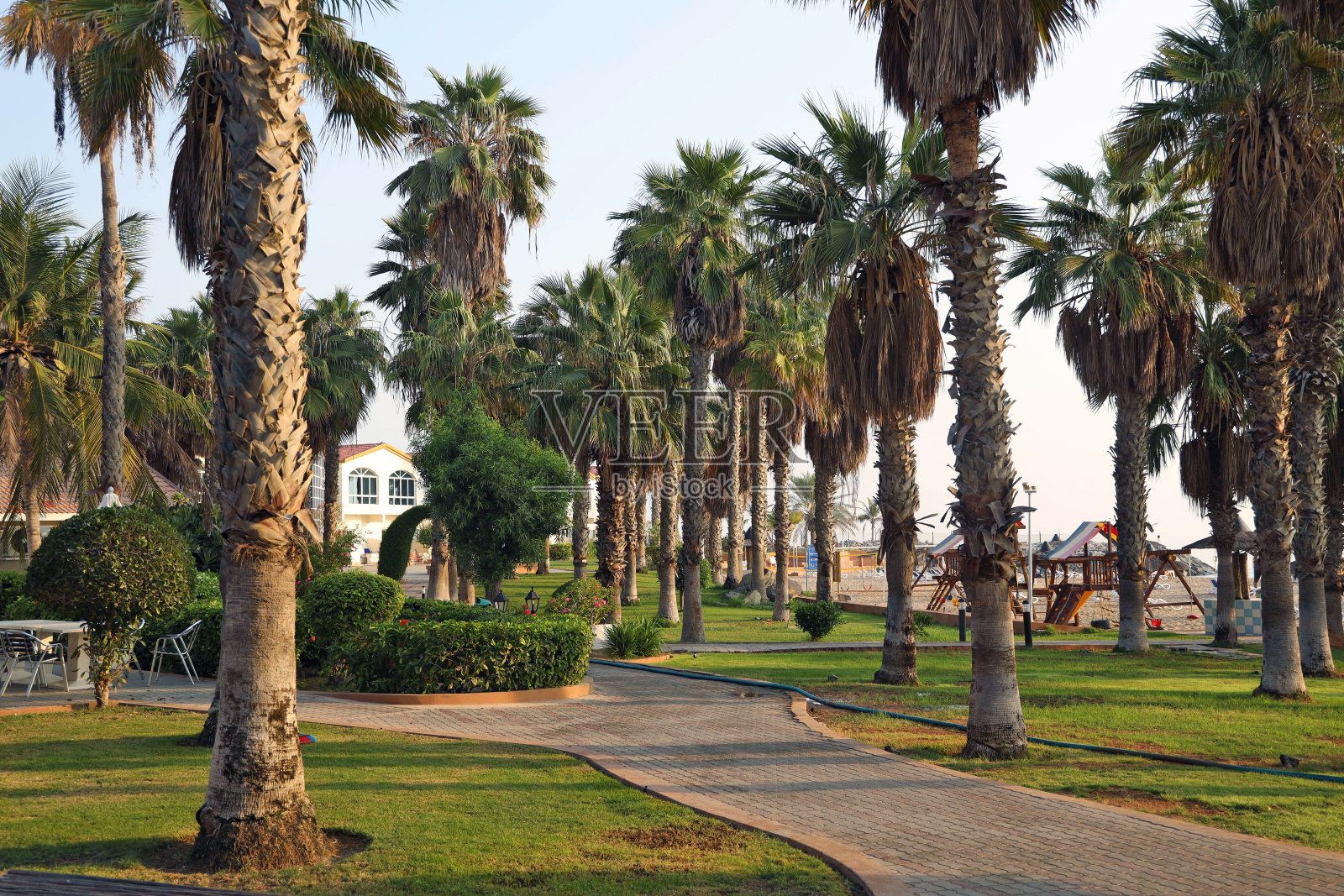红海海滩附近的公园里的老枣椰树照片摄影图片