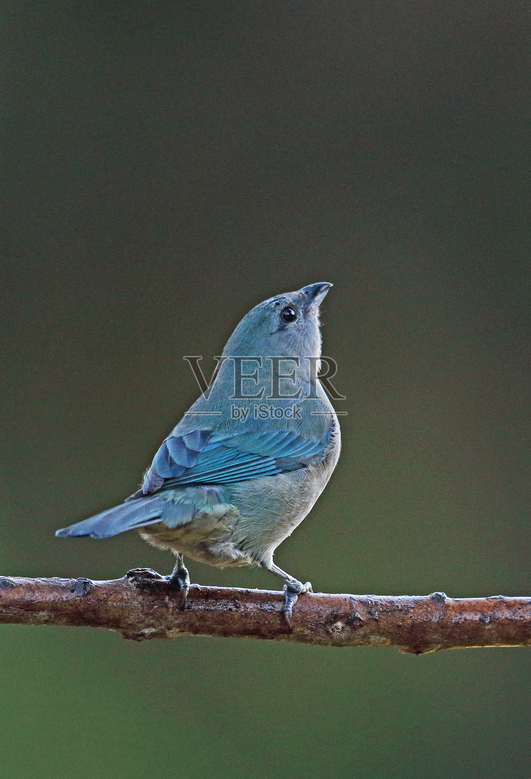 Azure-shouldered唐纳雀照片摄影图片