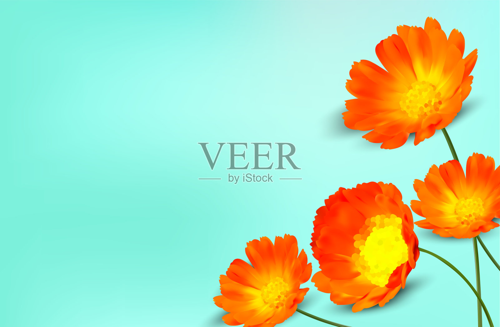 最小的背景与金盏花和复制空间为您的文本。3D现实的黄色万寿菊花在蓝色的背景。横幅。矢量插图。插画图片素材