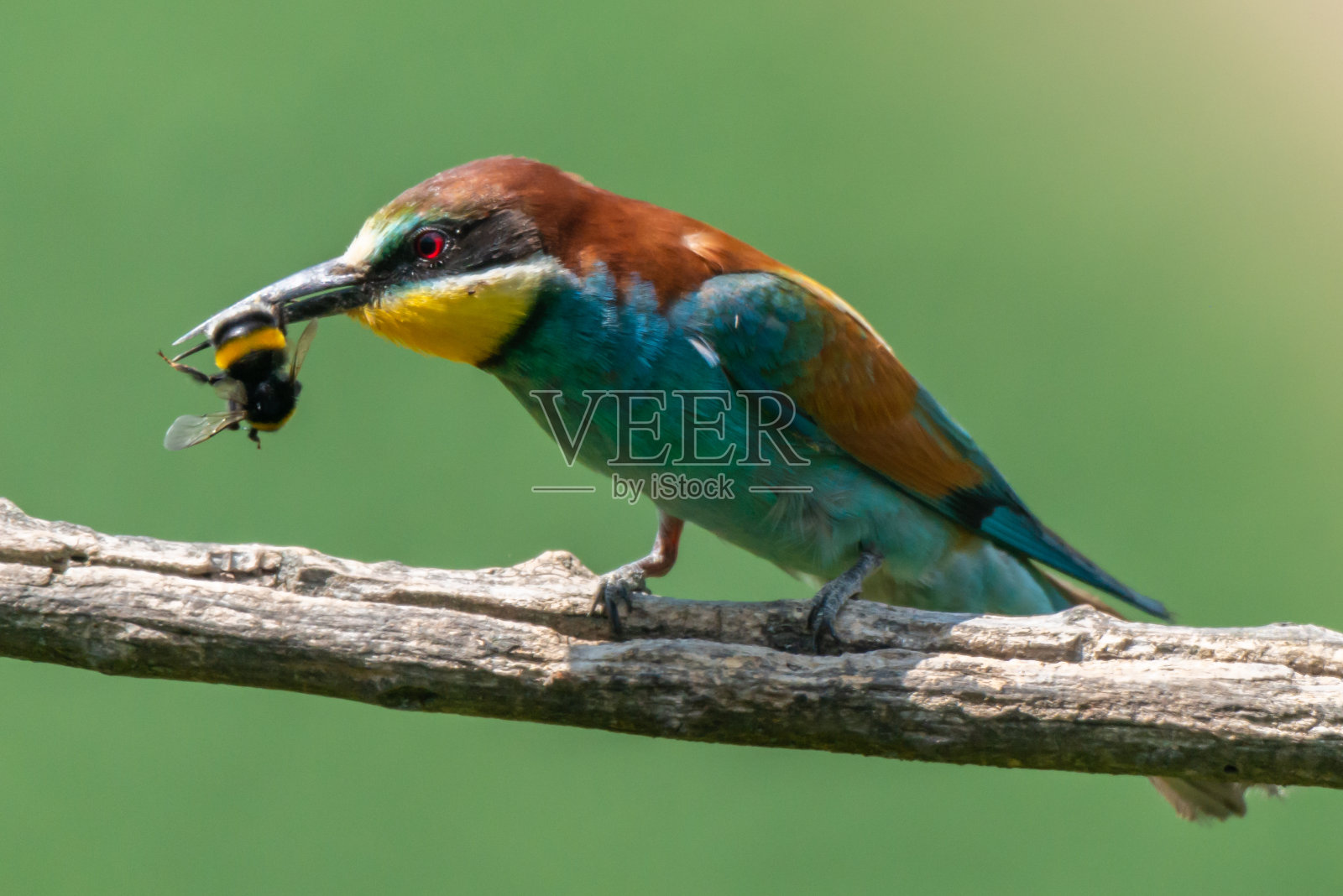 食蜂鸟照片摄影图片