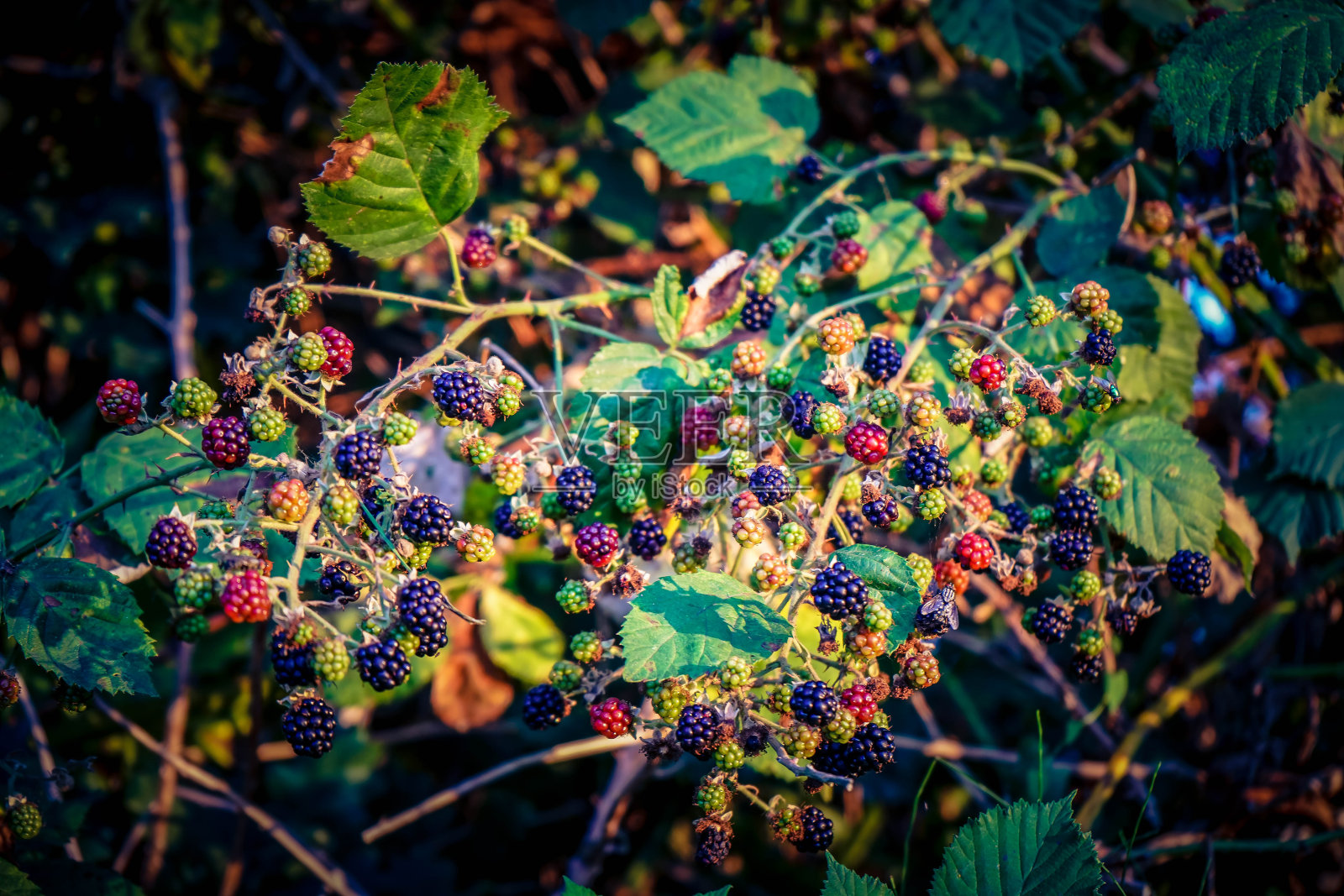 黑莓悬钩子属植物照片摄影图片