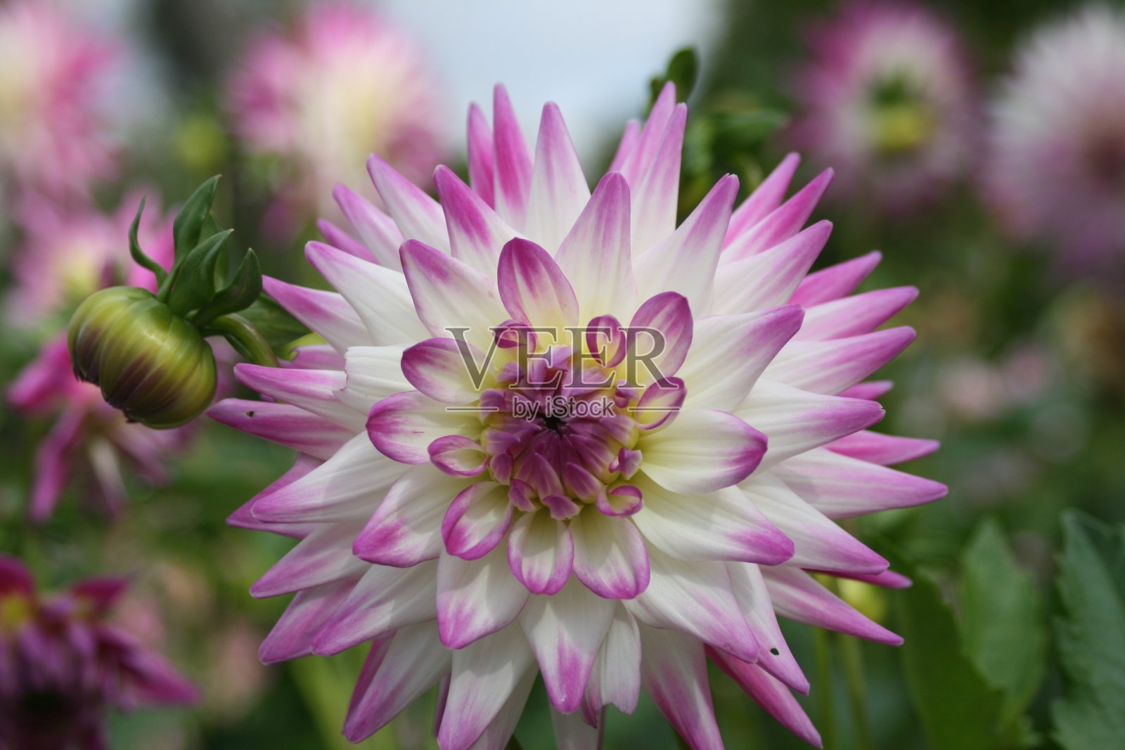 粉白色大丽花的特写照片摄影图片