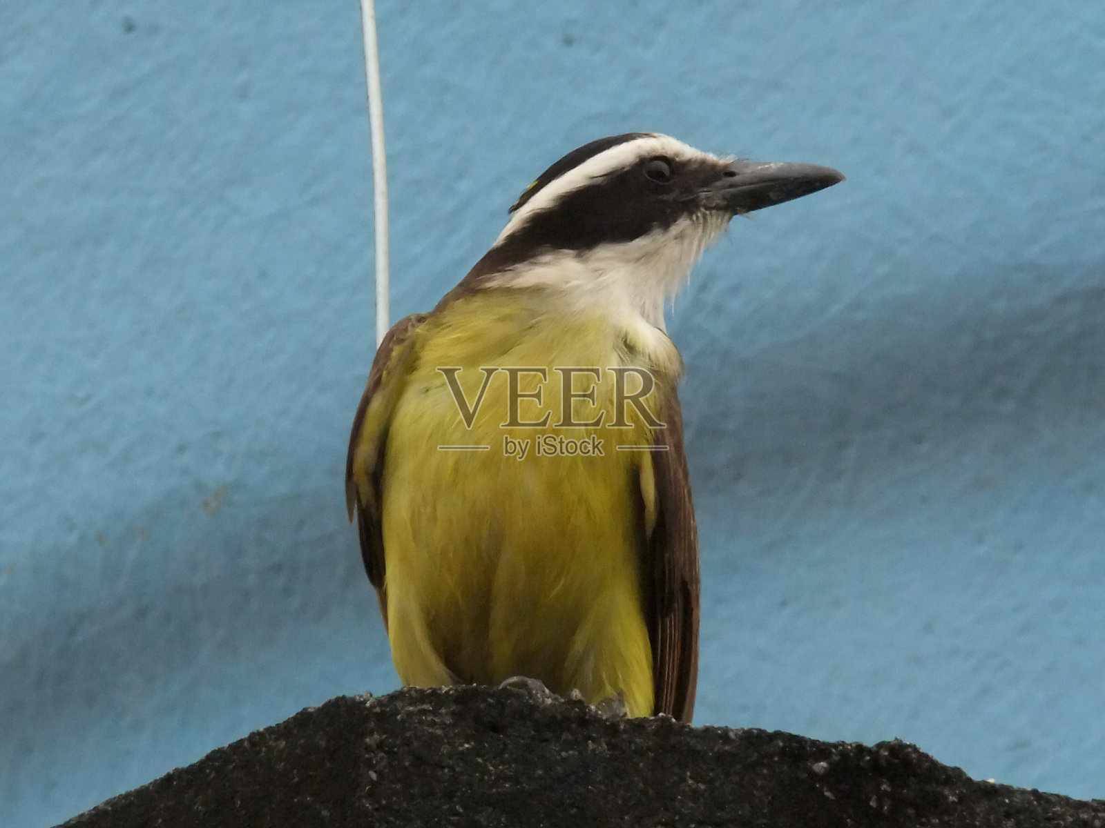 树上的小鸟照片摄影图片