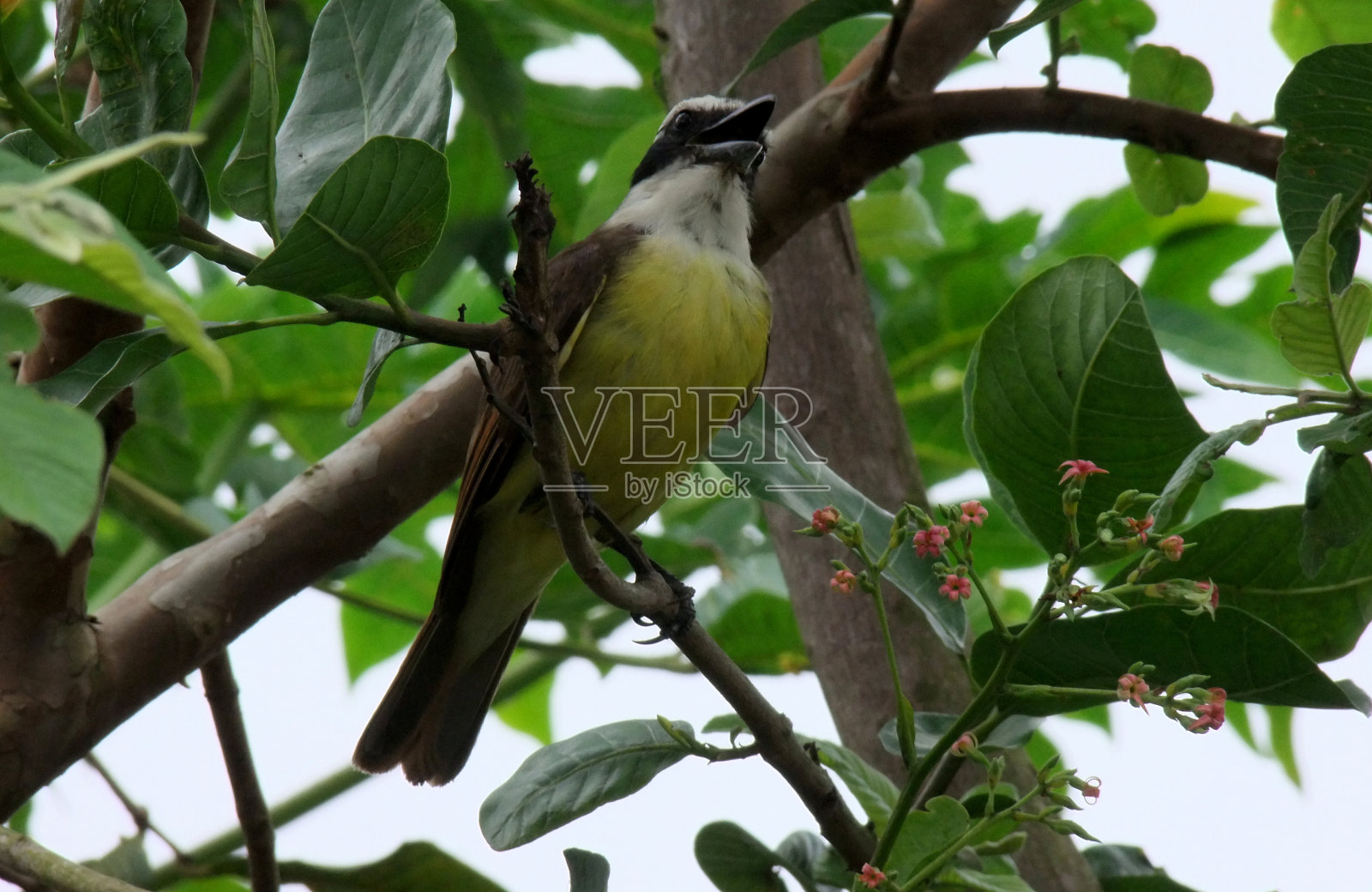 树上的小鸟照片摄影图片