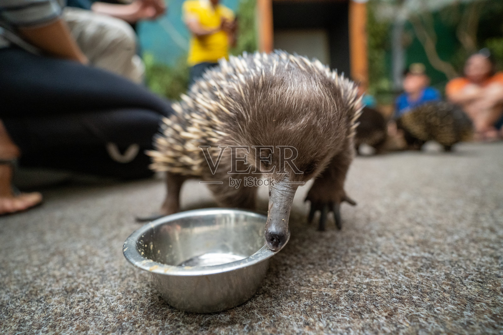 短喙针鼹(Tachyglossus aculeatus)以它为食。照片摄影图片
