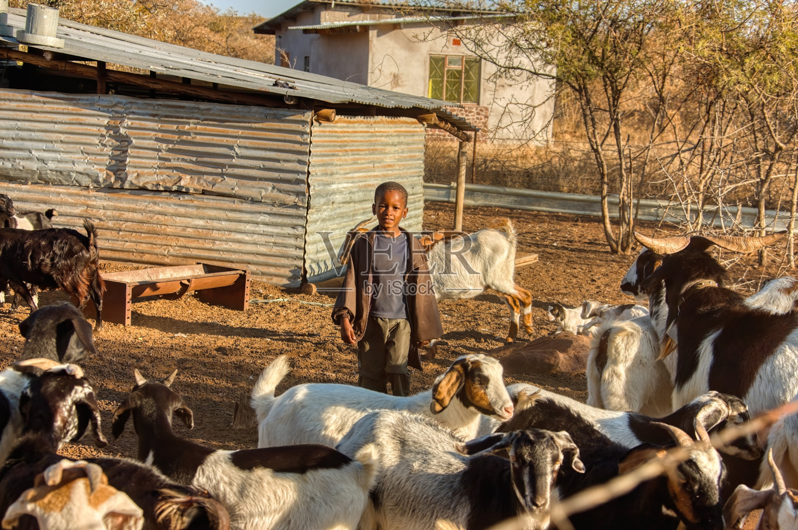 一个听说过山羊的非洲男孩照片摄影图片