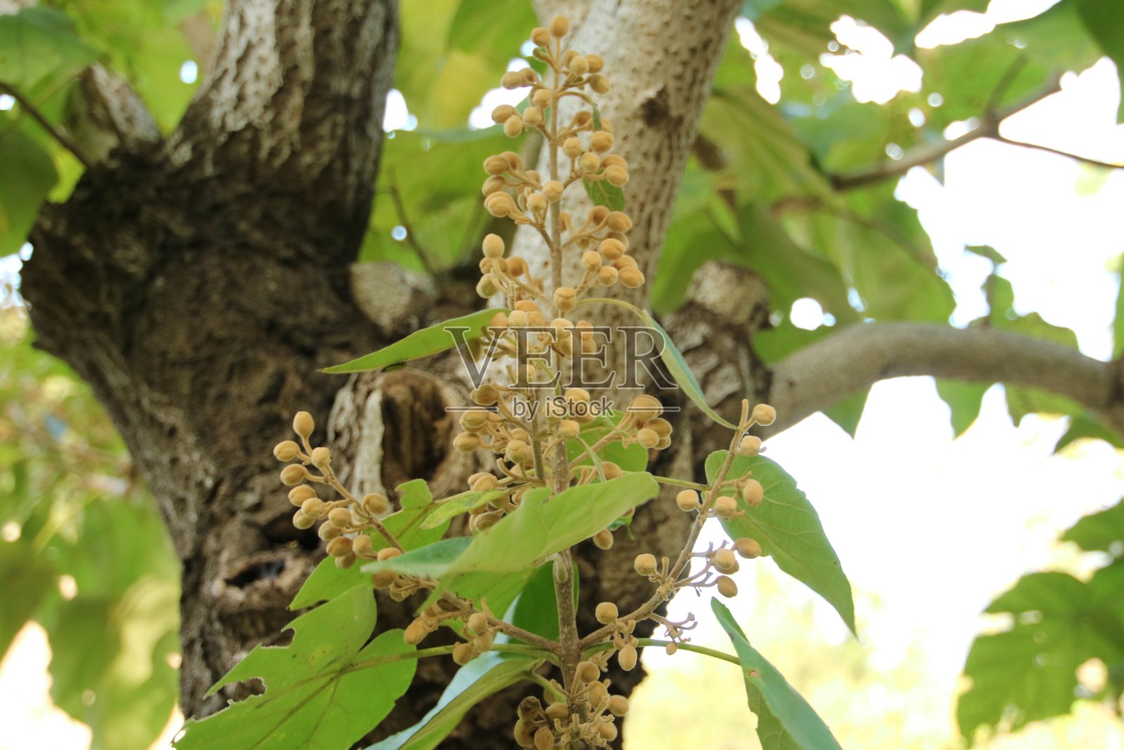 泡桐水果照片摄影图片