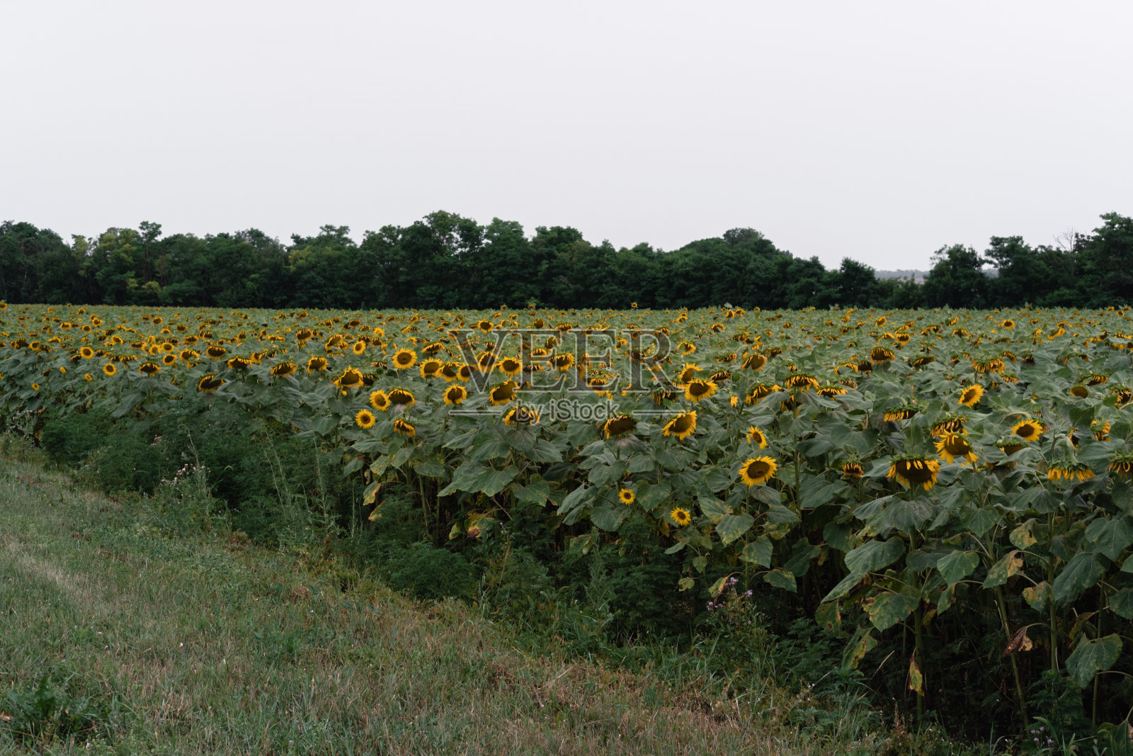 一大片绿色的田野上种着黄色的向日葵。很多黄色的向日葵，葵花籽。农业。照片摄影图片