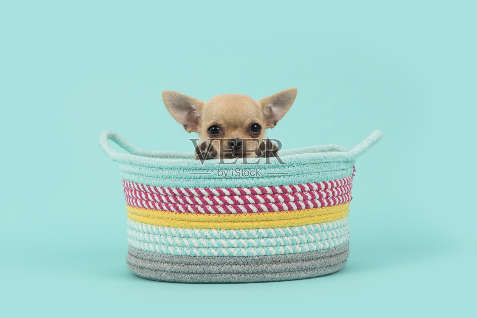 可爱的棕色吉娃娃小狗在一个彩色的篮子看在篮子的边缘在一个绿松石蓝色的背景照片摄影图片