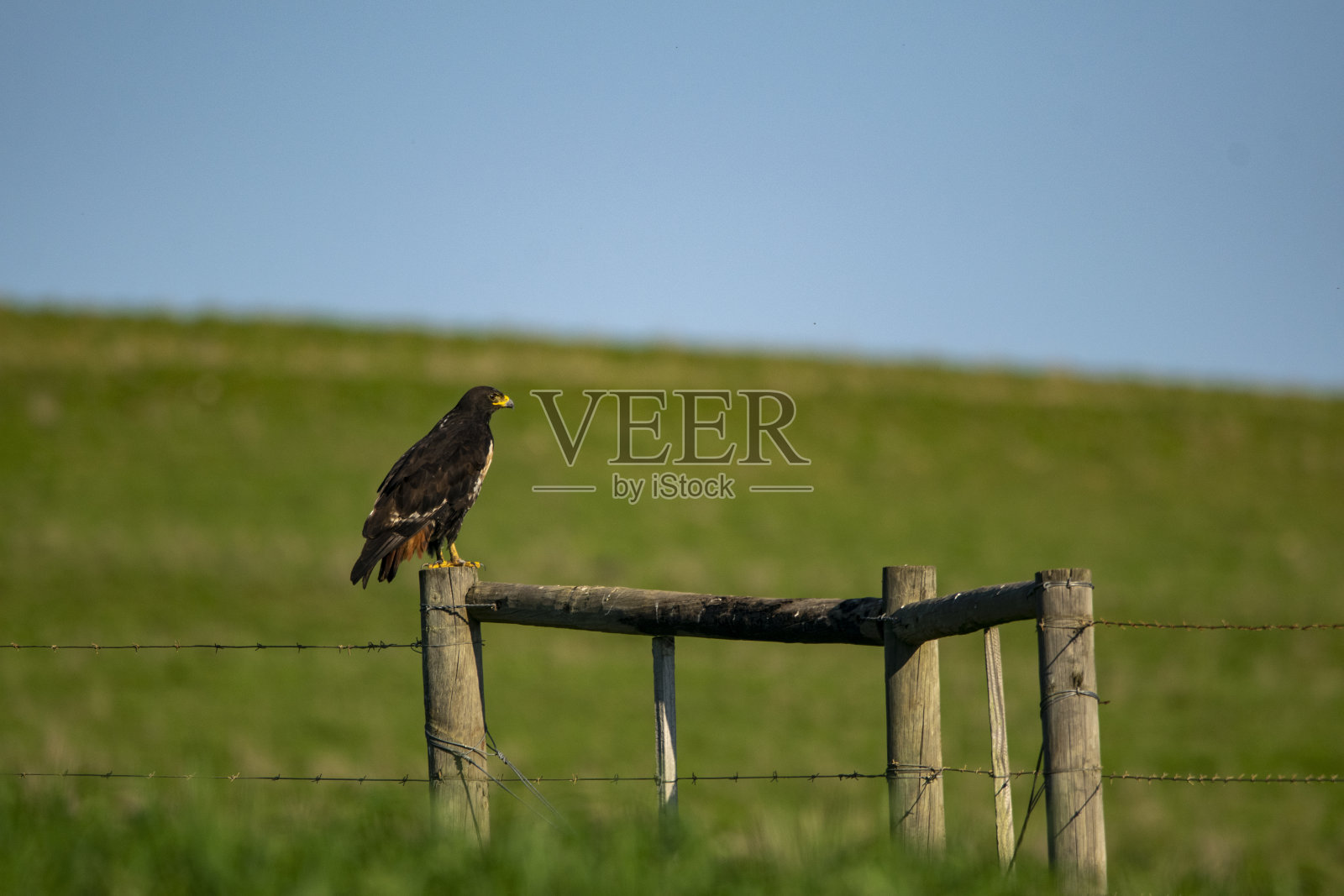 豺狼秃鹰坐在柱子上照片摄影图片
