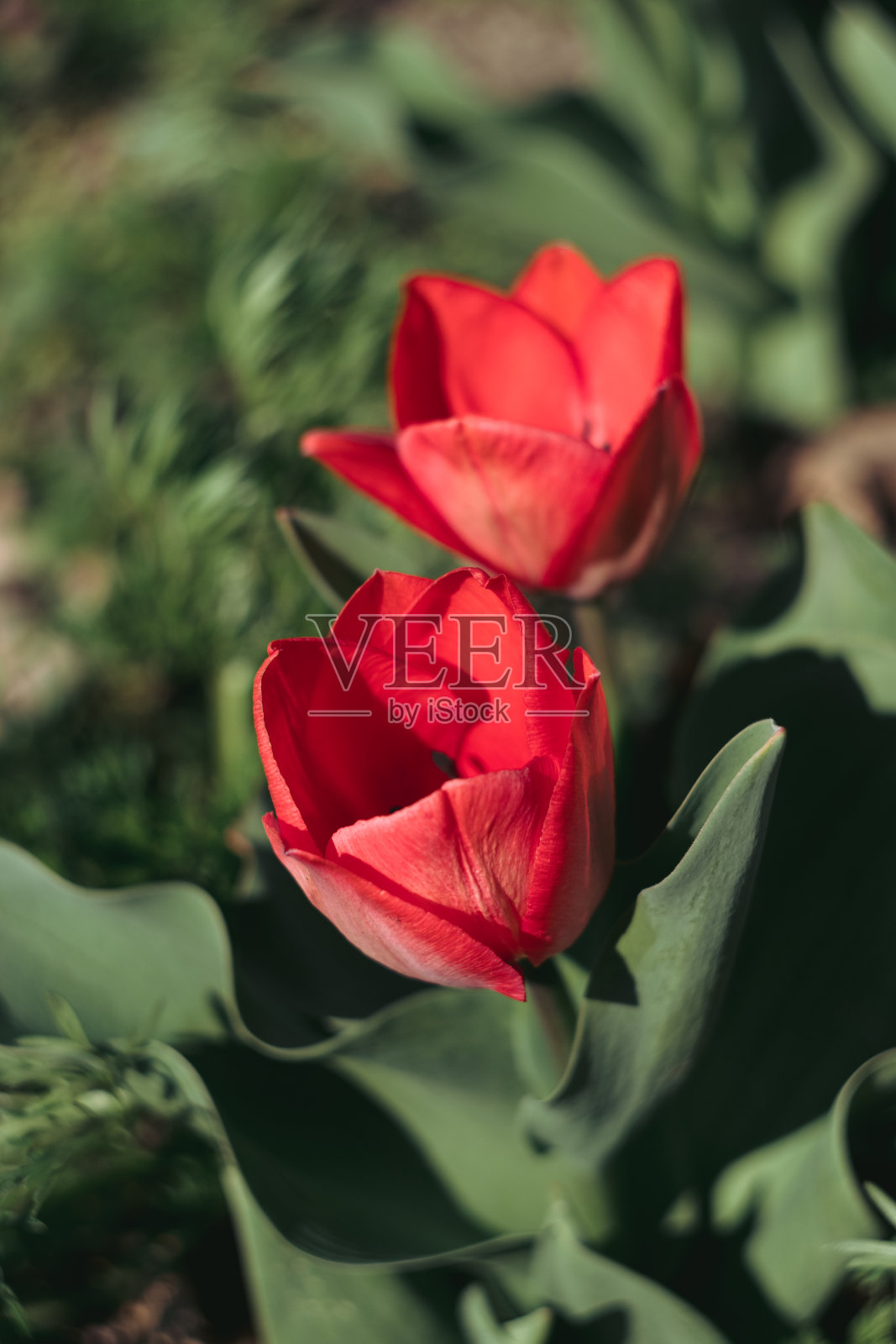 花坛里长着两朵美丽的红色郁金香照片摄影图片