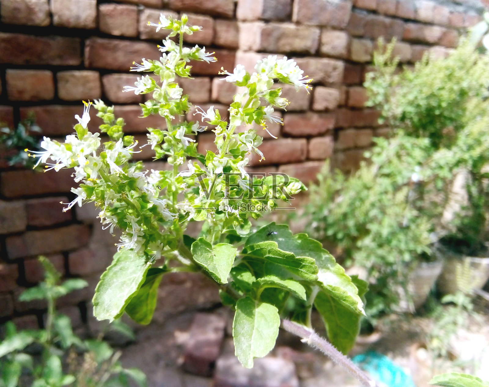 户外背景上的绿叶照片摄影图片