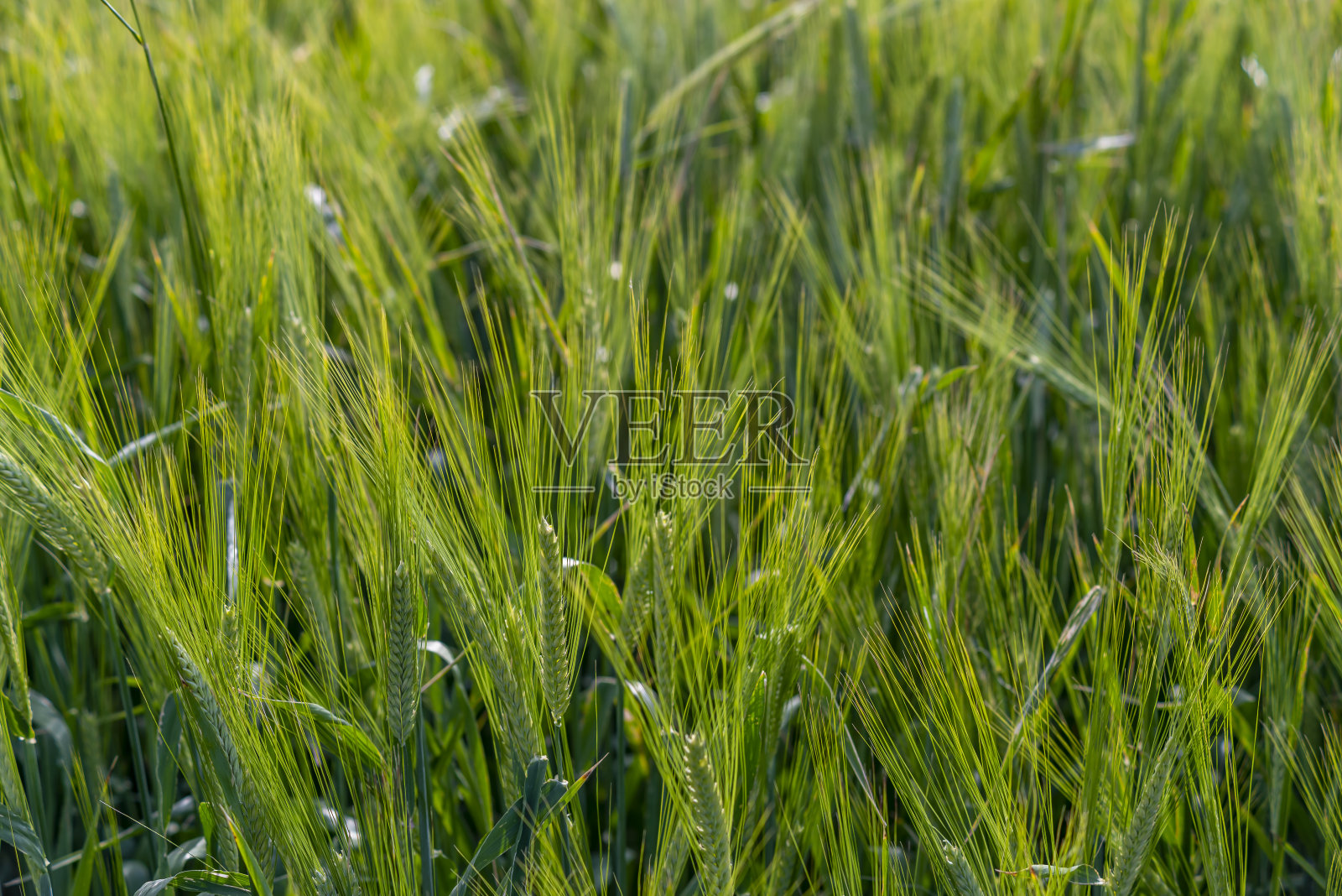 黄色和绿色的麦田和阳光明媚的一天。田里成熟的黄麦穗照片摄影图片