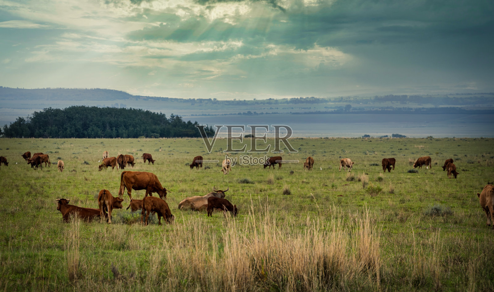 一群正在吃草的牛照片摄影图片