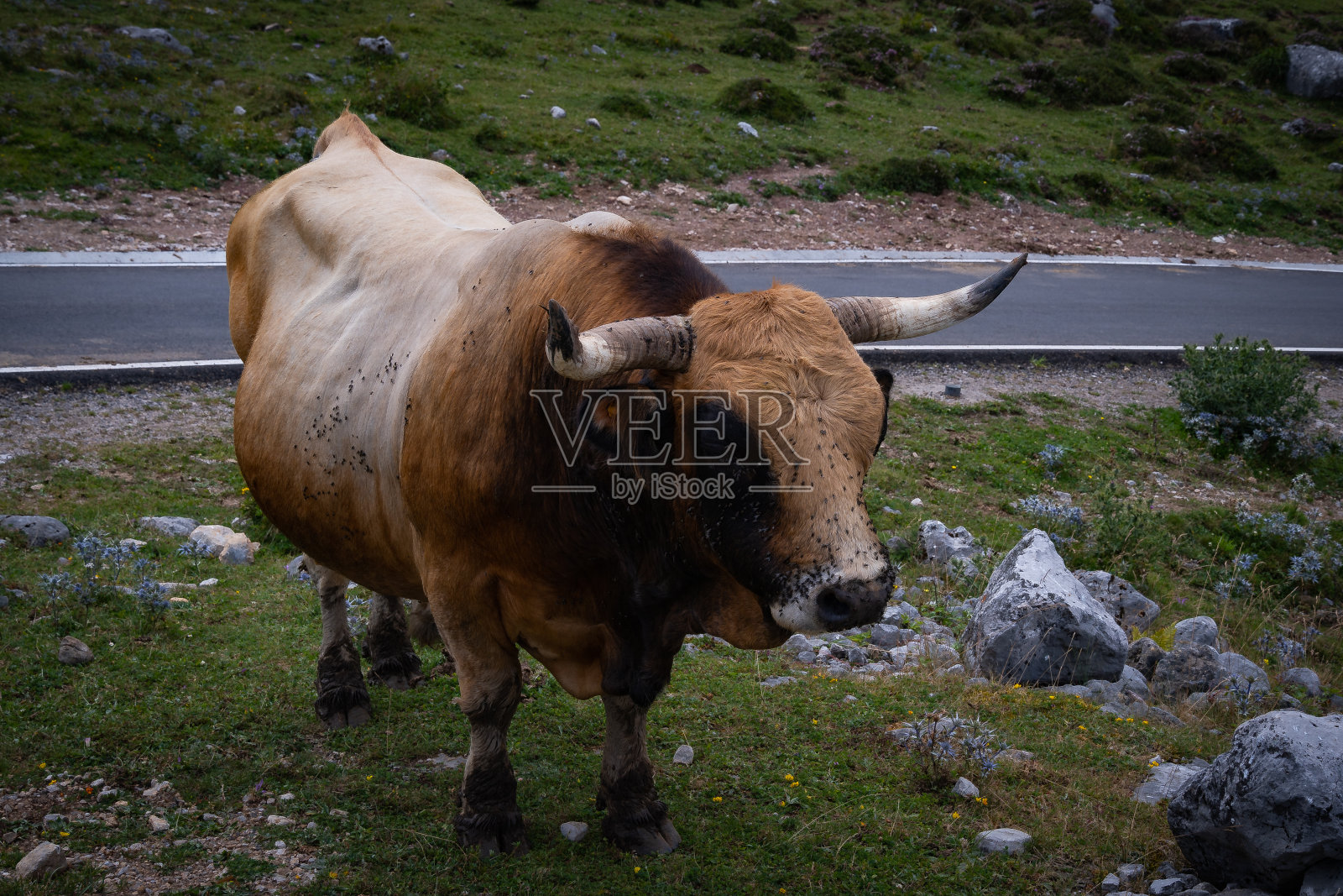 红照片摄影图片