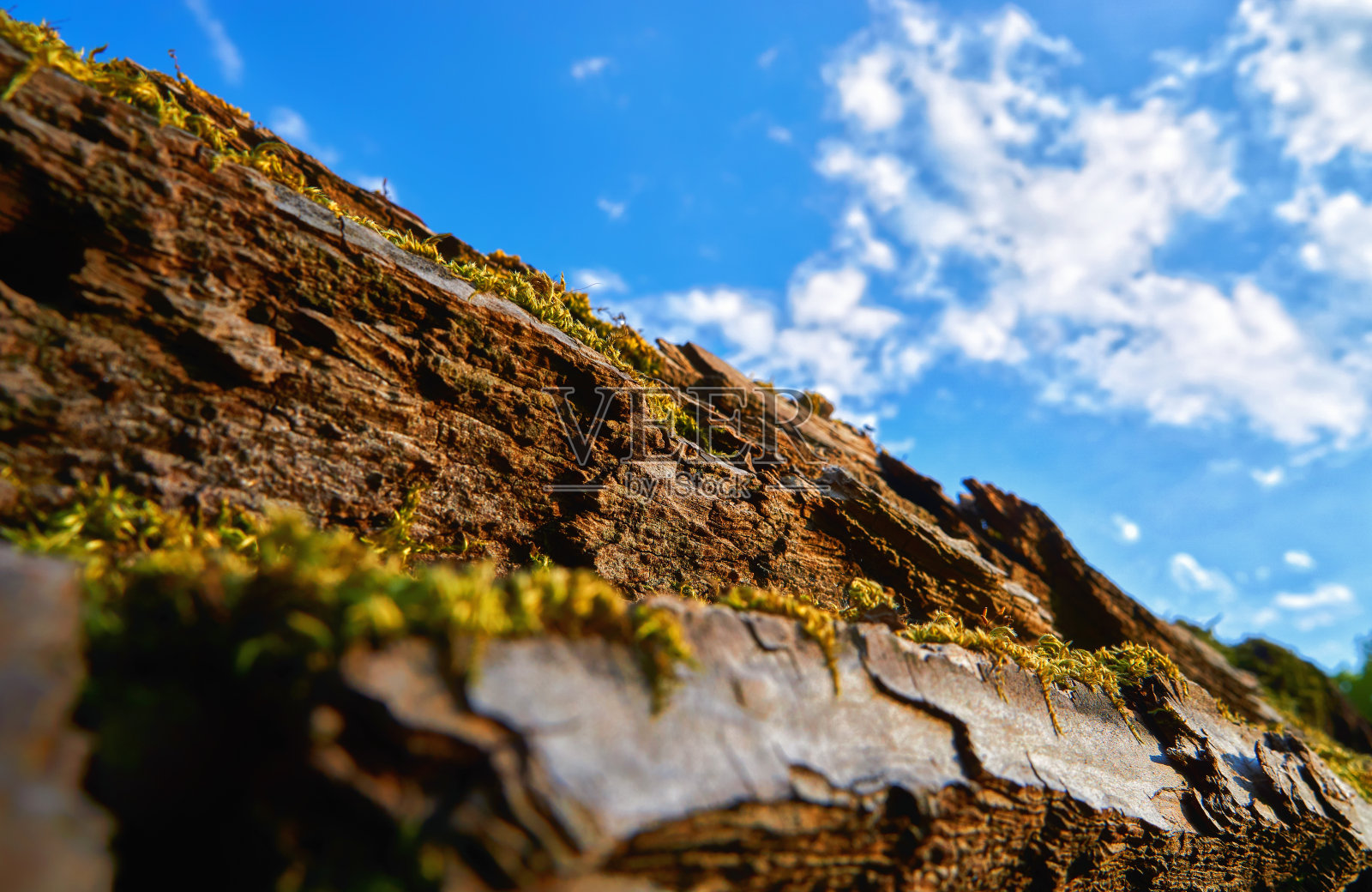 一棵倒下的树与苔藓和蓝天白云的背景细节。照片摄影图片