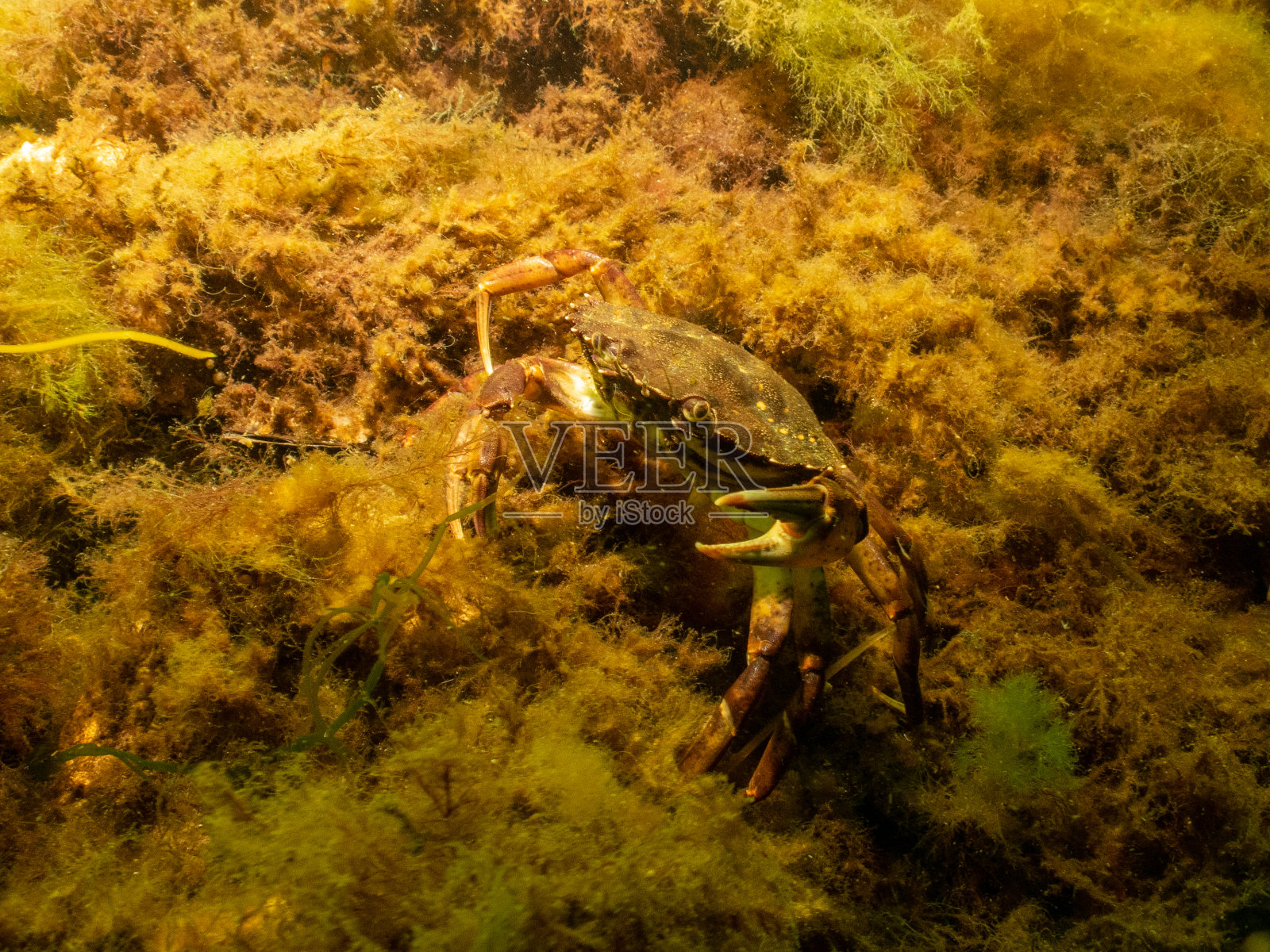 水下一只螃蟹的特写照片。图片来自瑞典马尔默厄勒桑德照片摄影图片