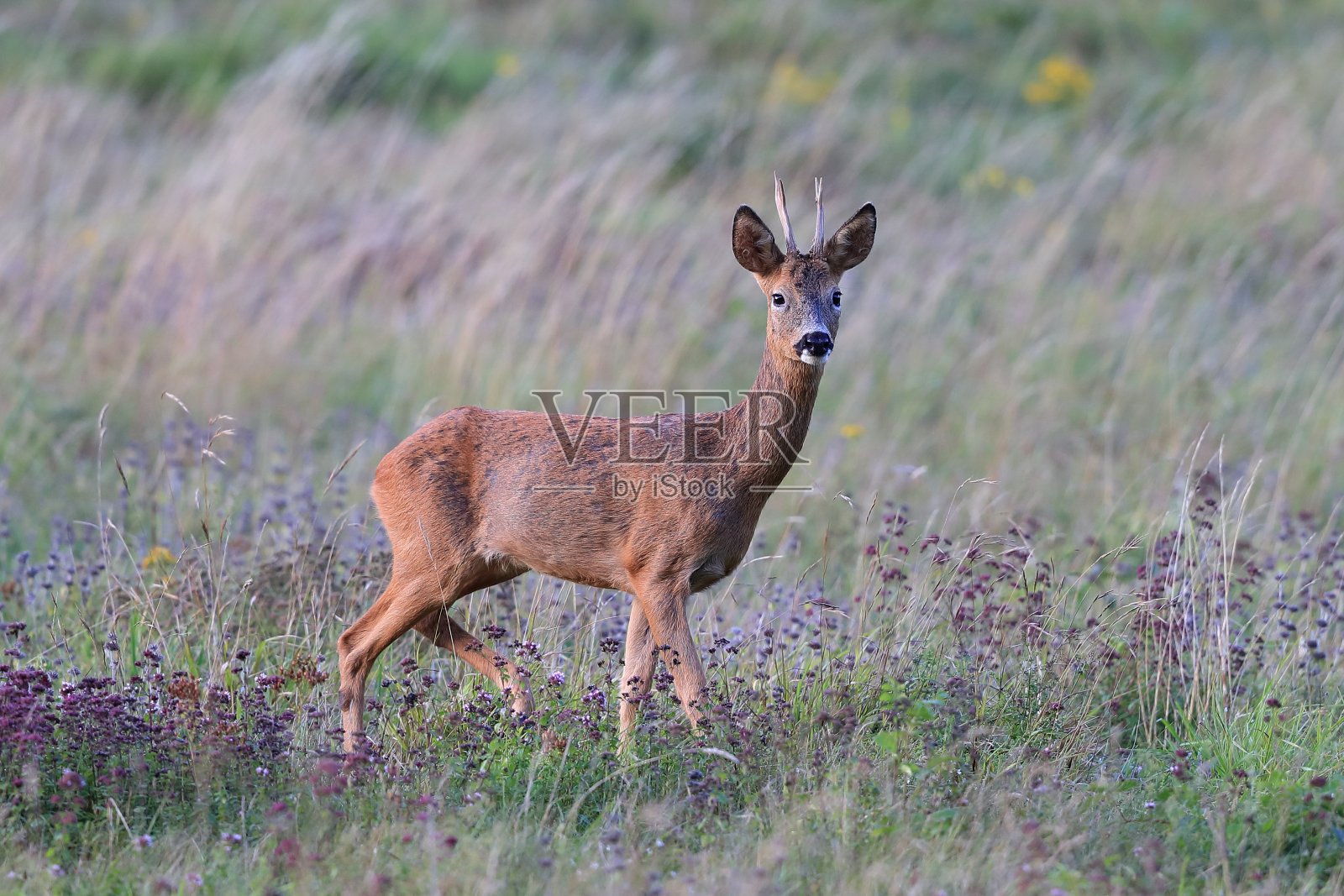 欧洲狍照片摄影图片