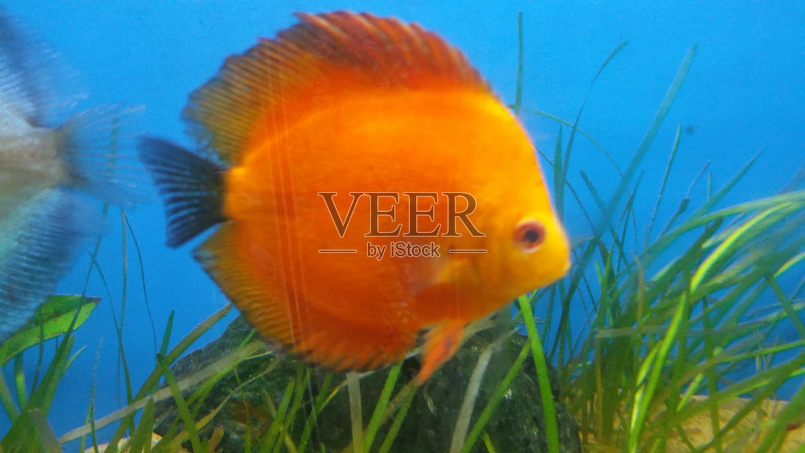 鱼缸里的红瓜铁饼照片摄影图片