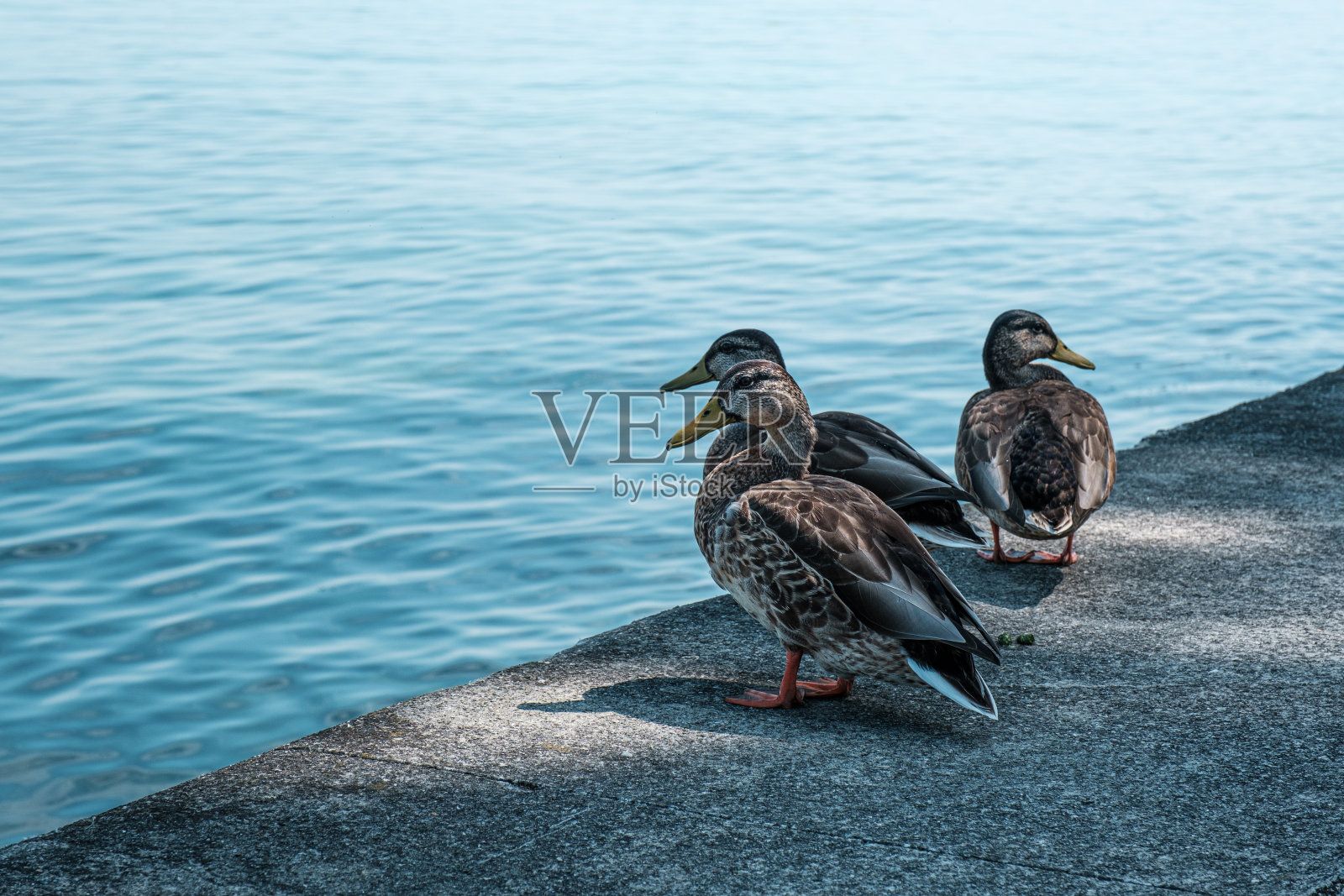 野鸭在秋天的湖里游泳照片摄影图片