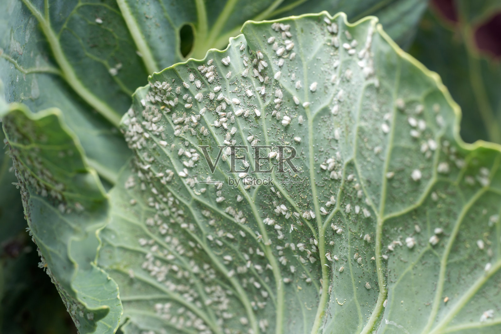 甘蓝叶上的一种农业害虫照片摄影图片
