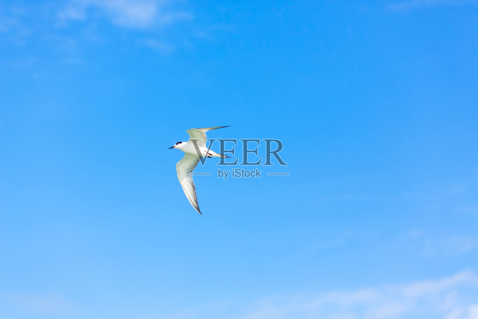 飞行燕鸥照片摄影图片