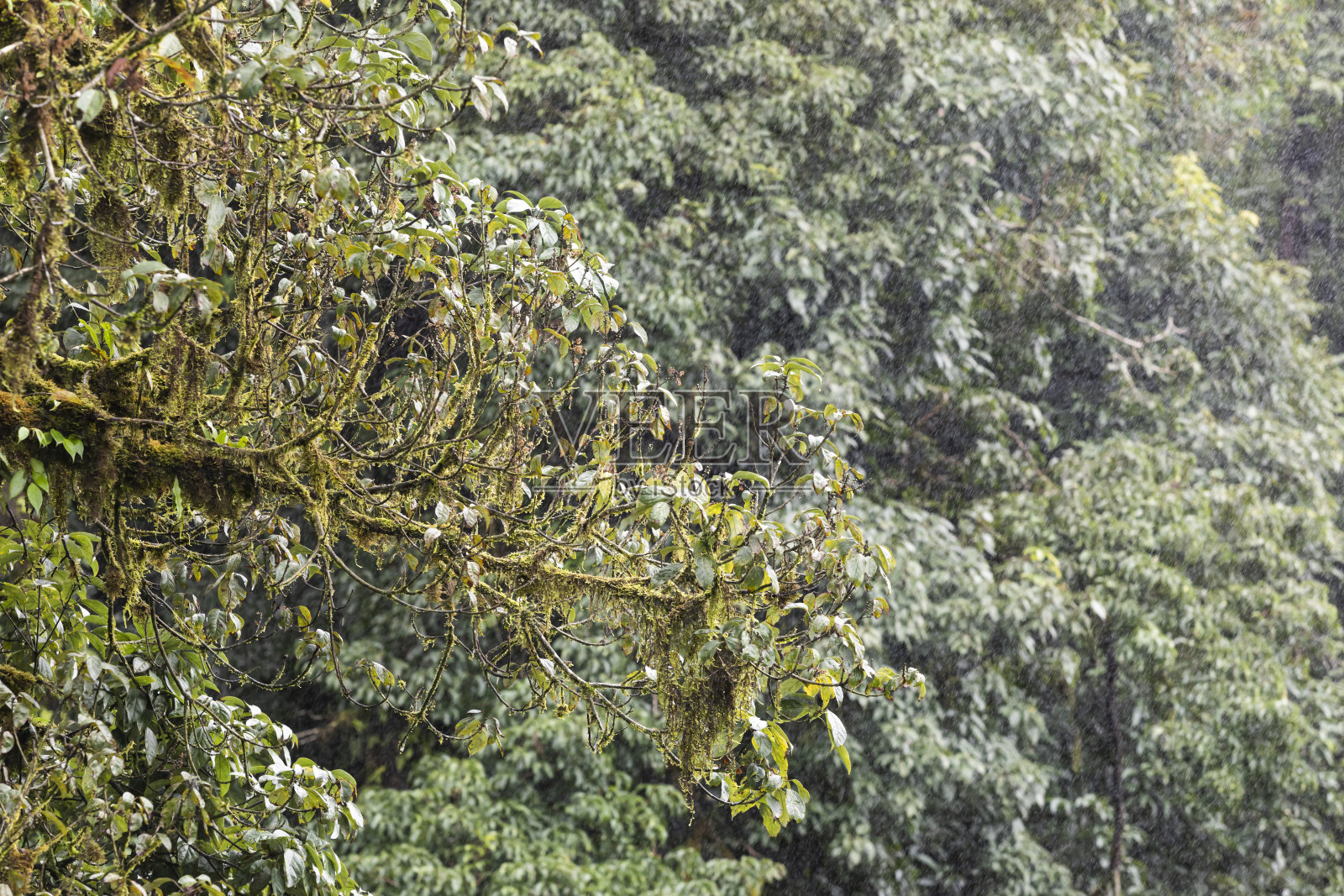 树枝上的蕨类照片摄影图片