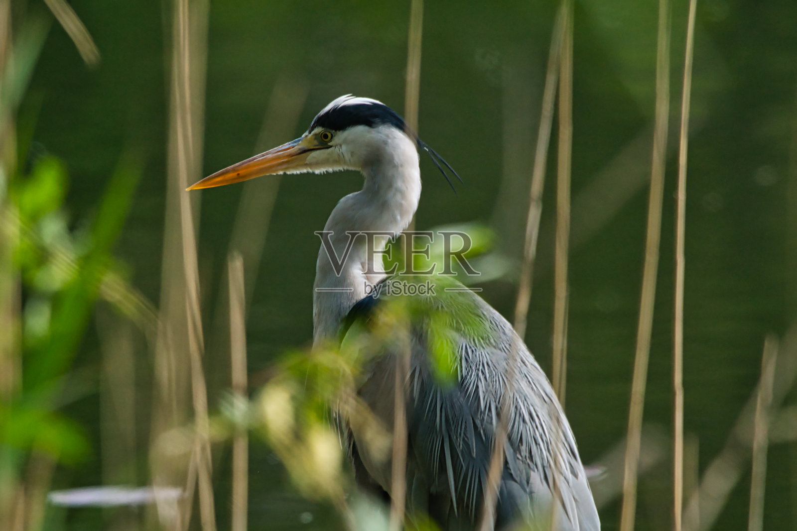 湖面上有一只苍鹭照片摄影图片