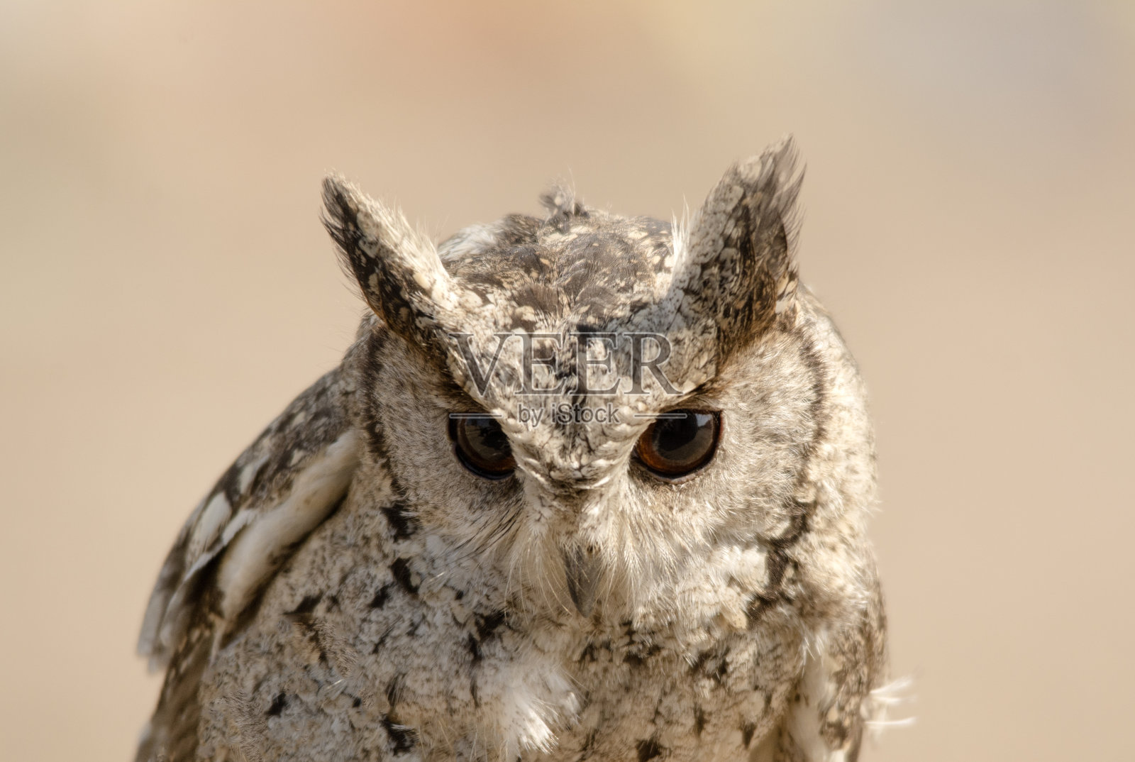 巴基斯坦猫头鹰的种类照片摄影图片