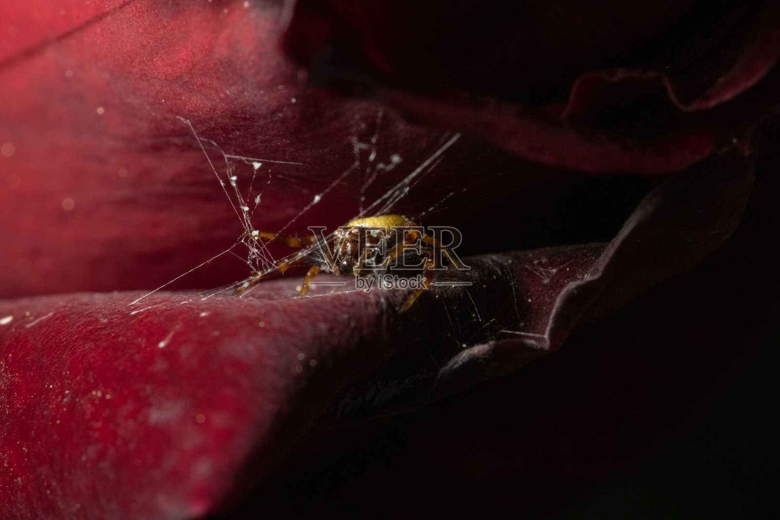 躲在玫瑰里-蜘蛛照片摄影图片