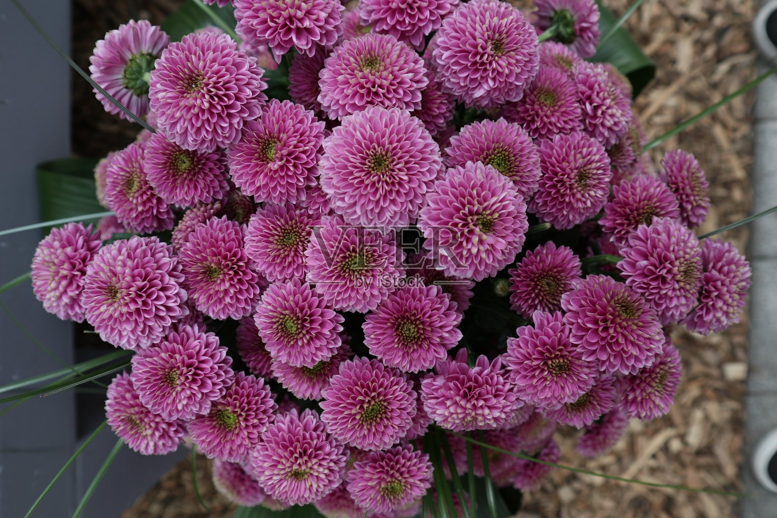 花的爱照片摄影图片