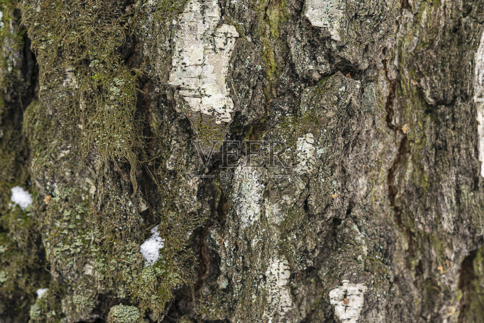 一棵老桦树的树皮特写。木质纹理的背景照片摄影图片
