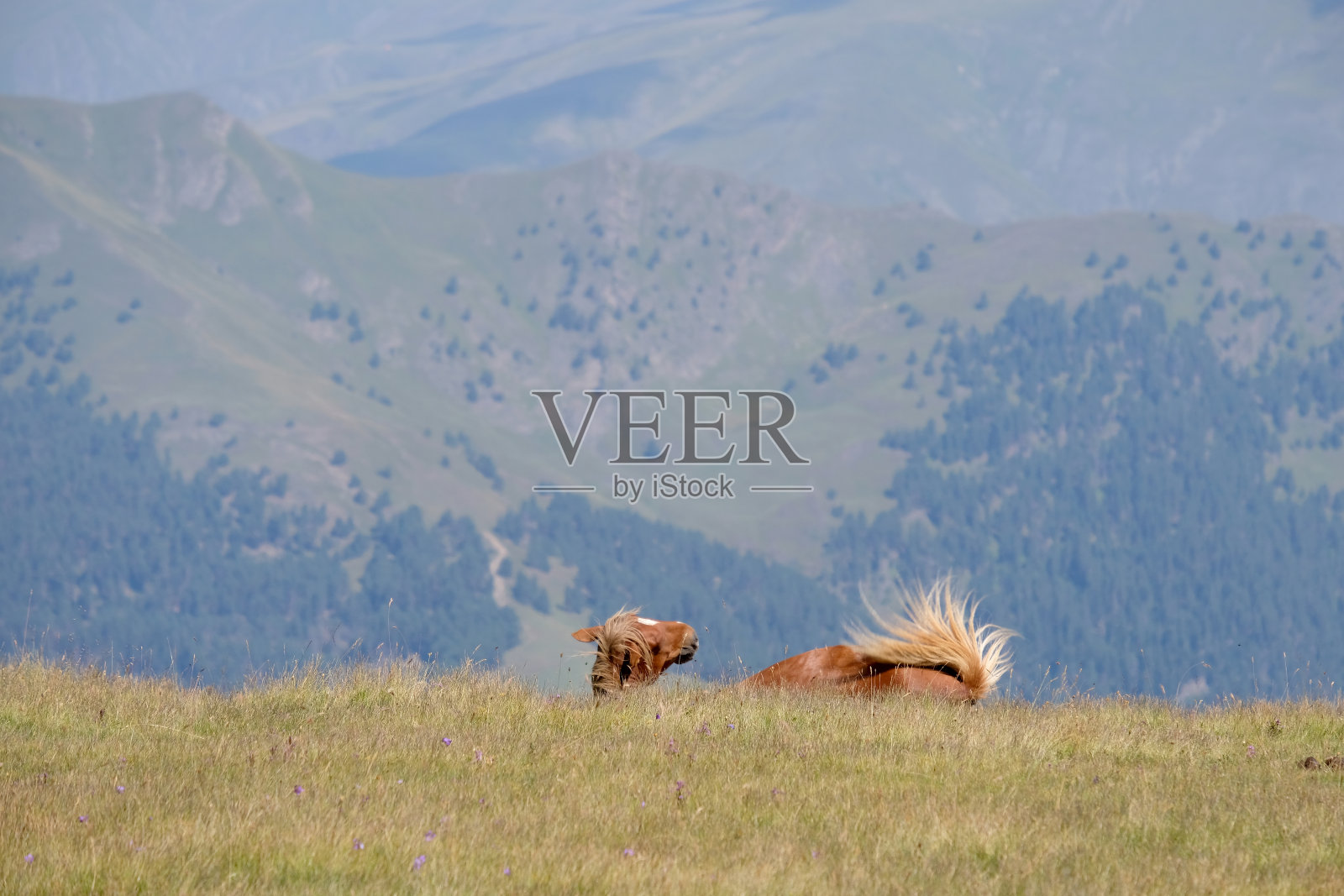 奥列提湖附近的峡谷牧场上的马。照片摄影图片