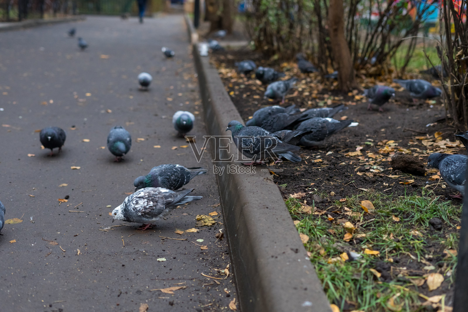 城市街道上的一群鸽子照片摄影图片