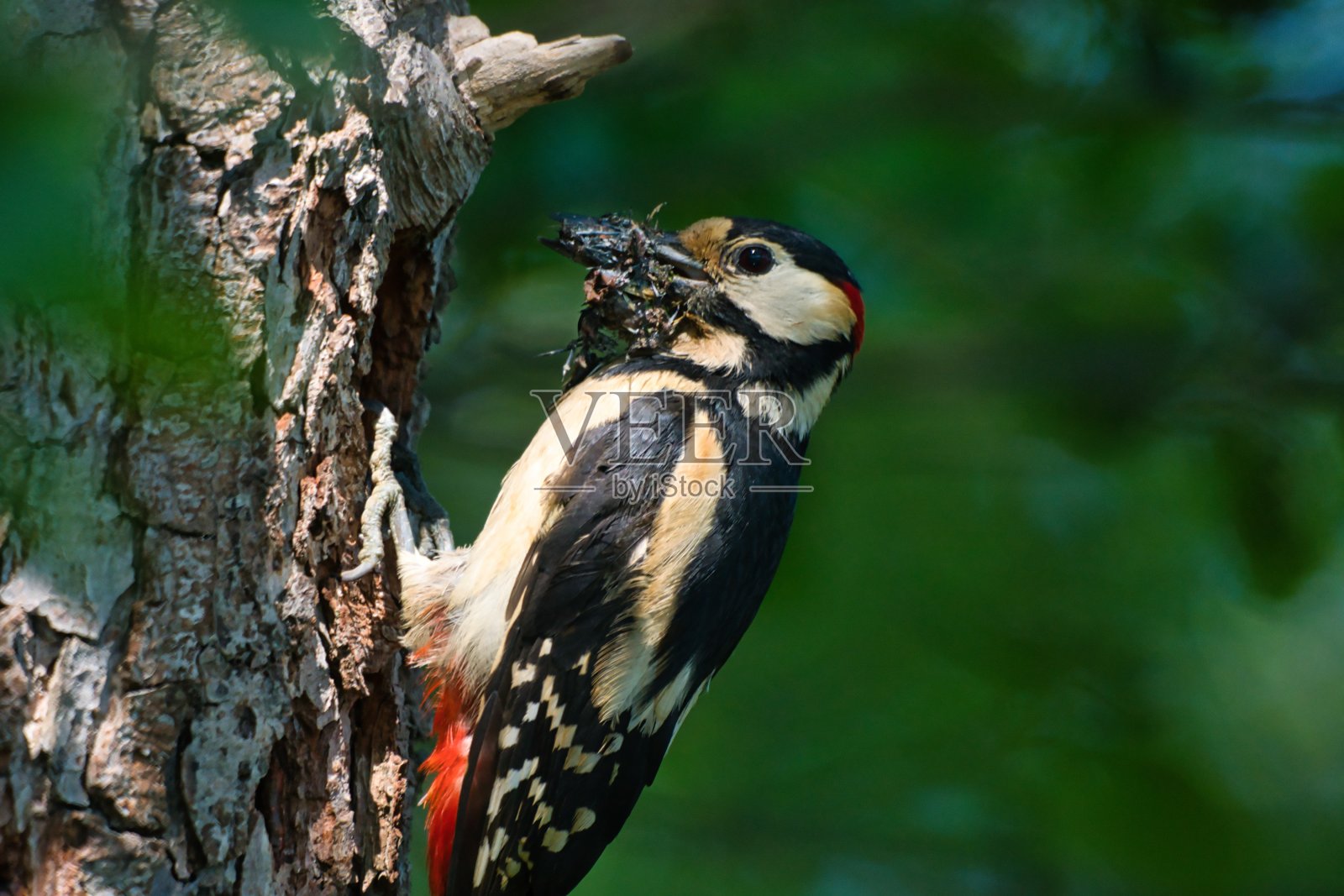 勤劳的啄木鸟在啄巢照片摄影图片