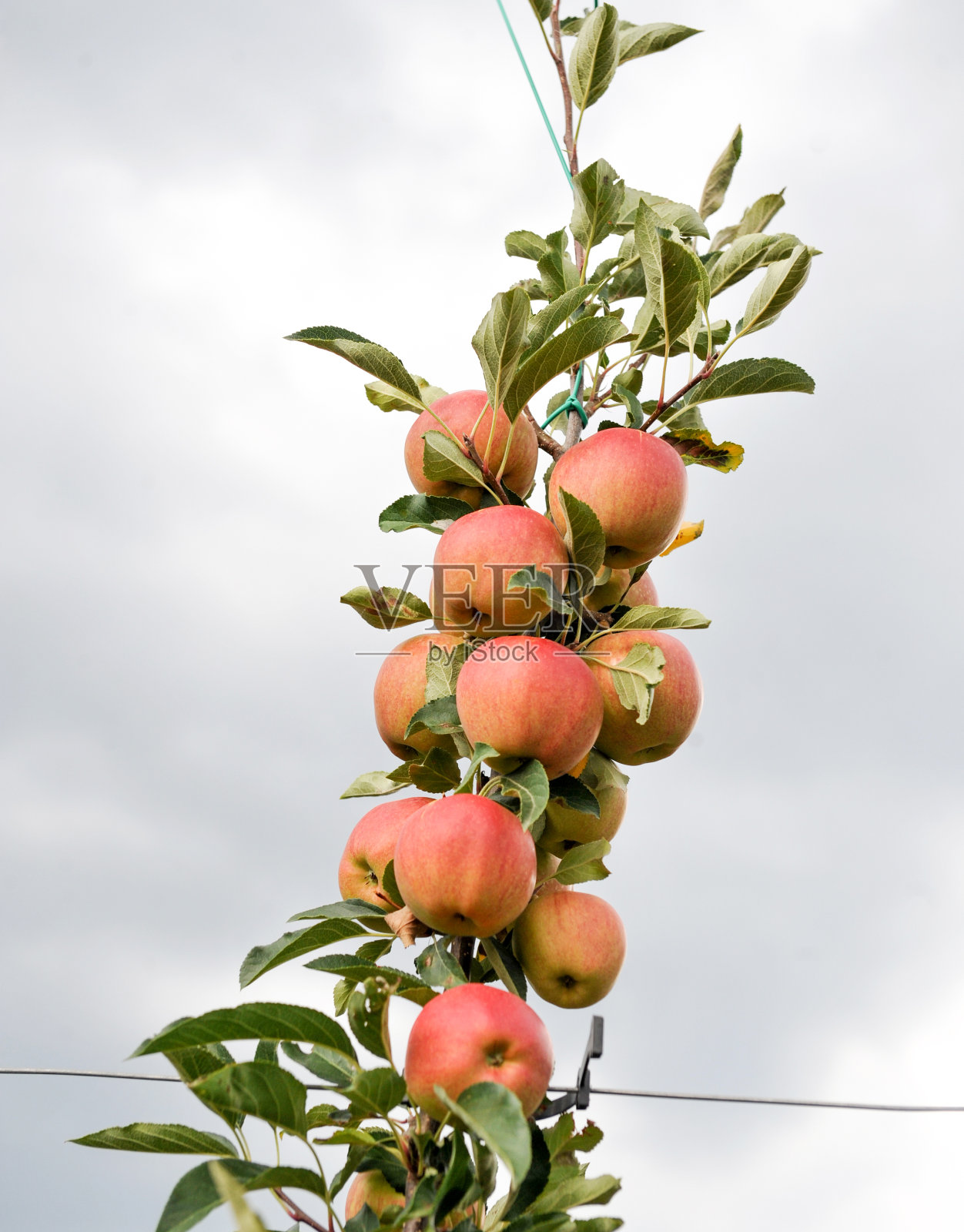 苹果园里，树上的苹果成熟了，可以收割了照片摄影图片
