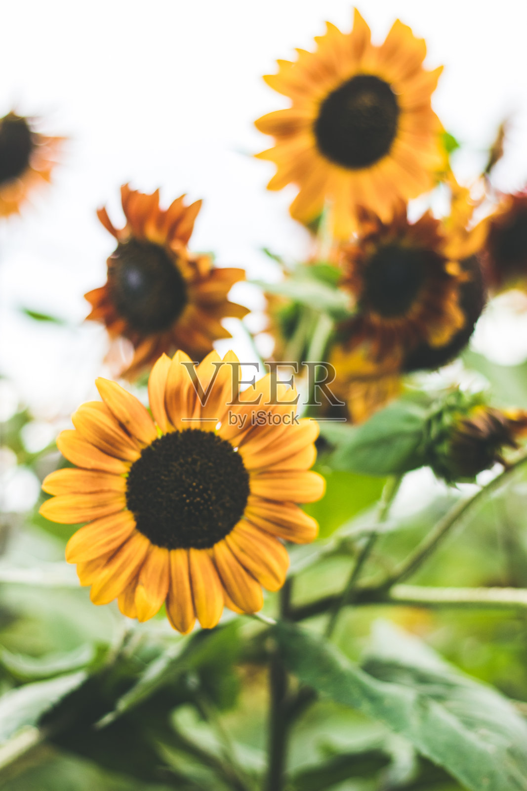 两个向日葵照片摄影图片