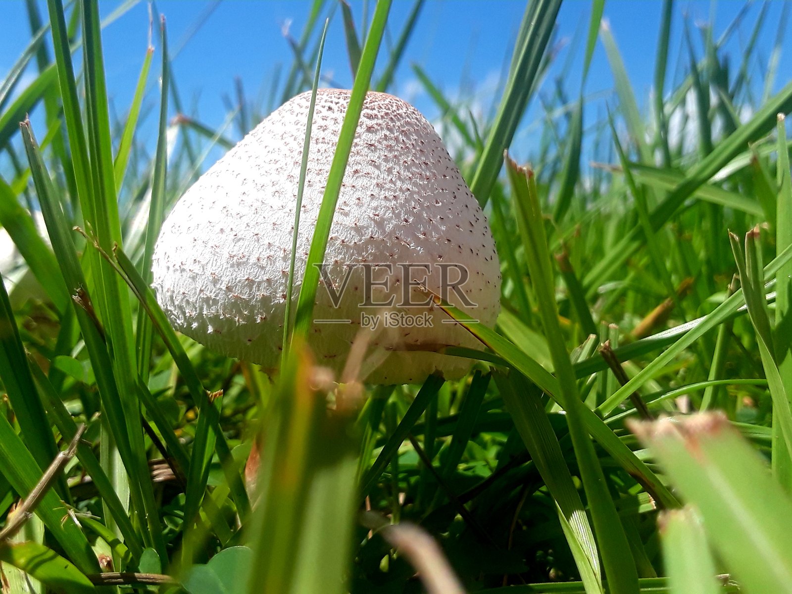 草丛中的蘑菇照片摄影图片