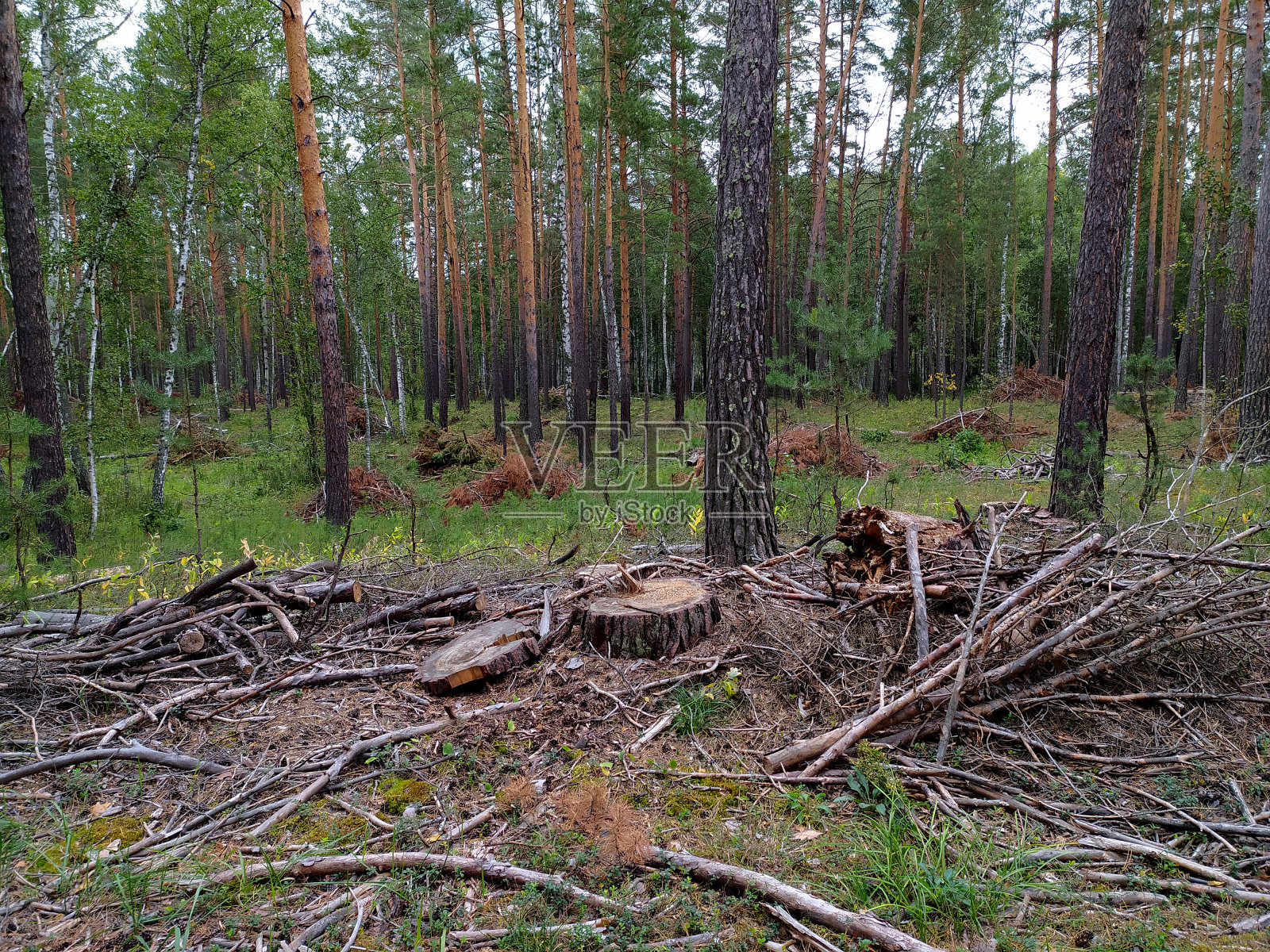 在西伯利亚的夏天，一根砍下来的树桩和一堆松树林里的树枝。俄罗斯。Pesopoval。森林砍伐。木材收获。手机照片。照片摄影图片