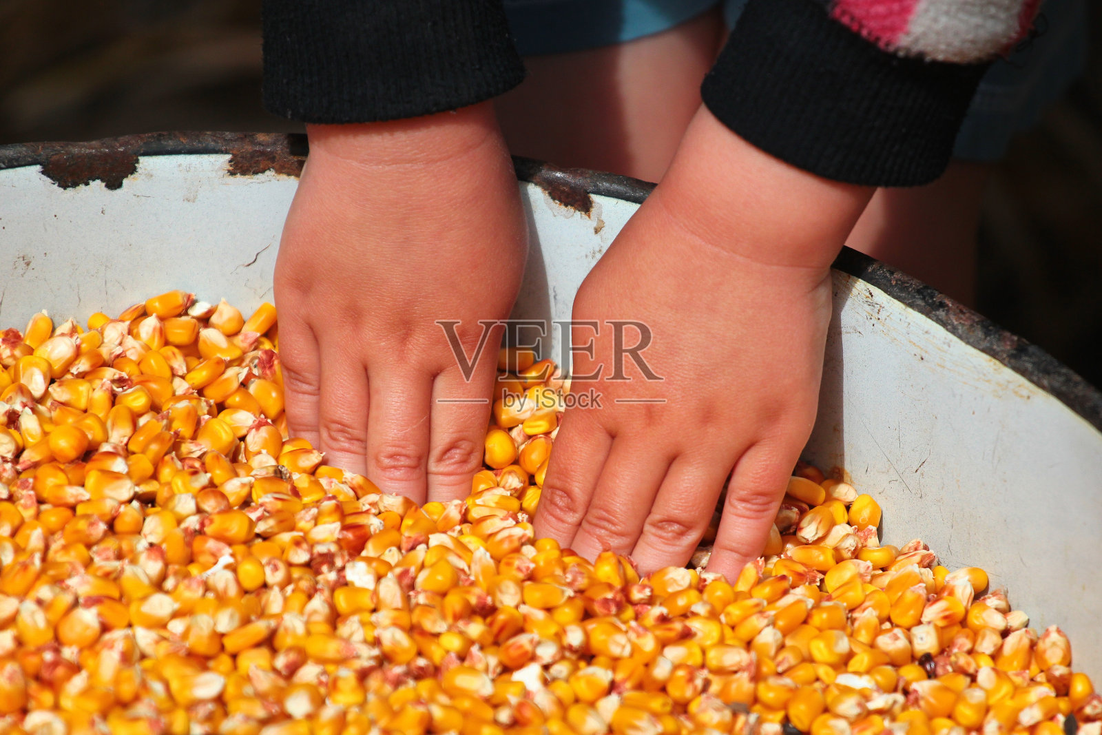 儿童手中的玉米种子照片摄影图片