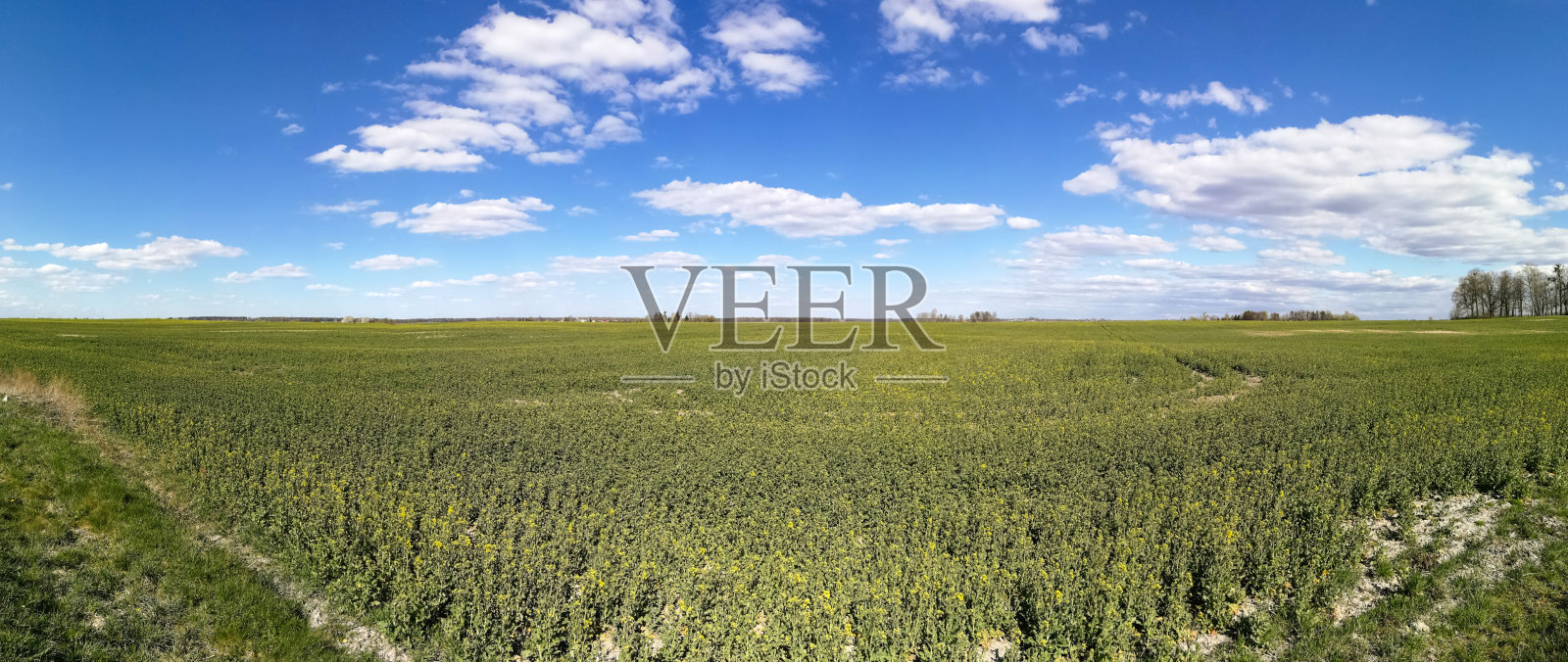 绿色田野和蓝天的全景照片摄影图片