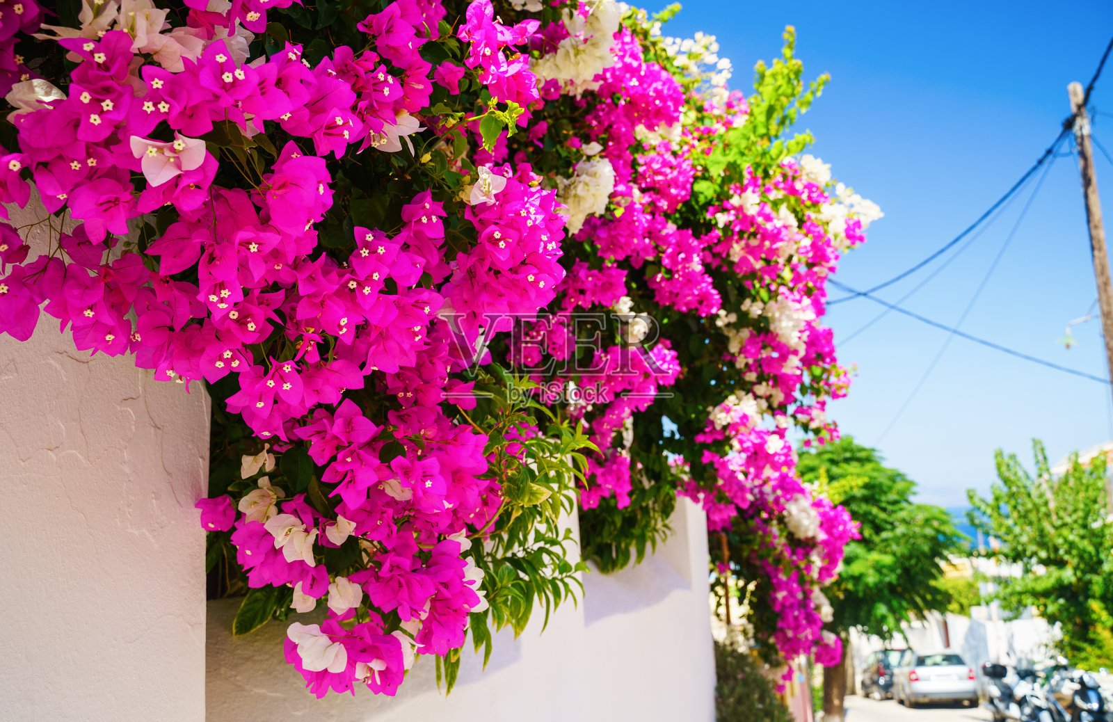 在蓝色的天空下有粉红色花的灌木照片摄影图片