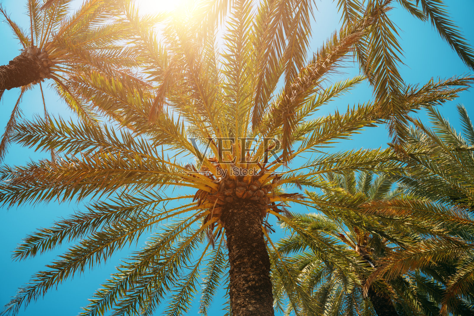 蓝天上的棕榈树照片摄影图片