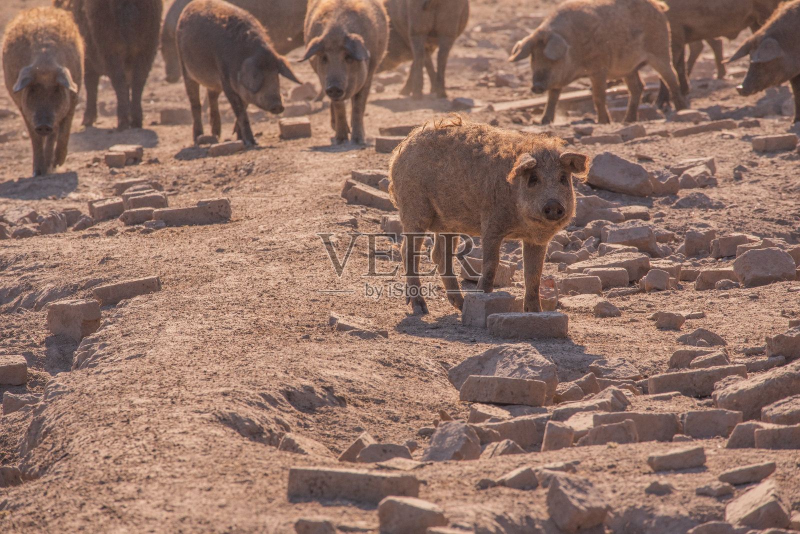 Mangalica是一种匈牙利品种的家猪照片摄影图片