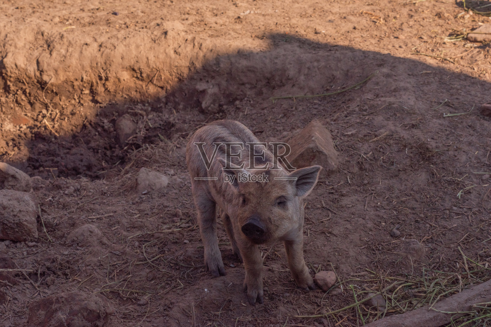 Mangalica是一种匈牙利品种的家猪照片摄影图片