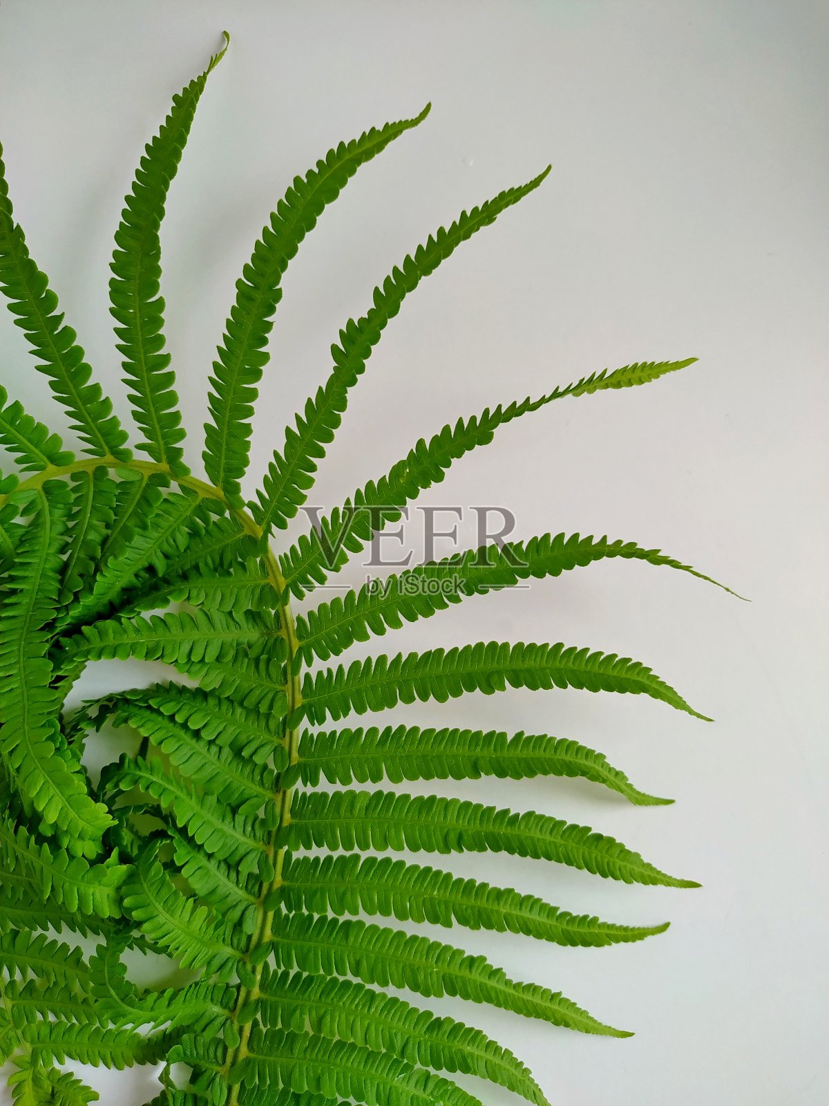 弯曲的绿色蕨叶孤立在白色的背景上照片摄影图片