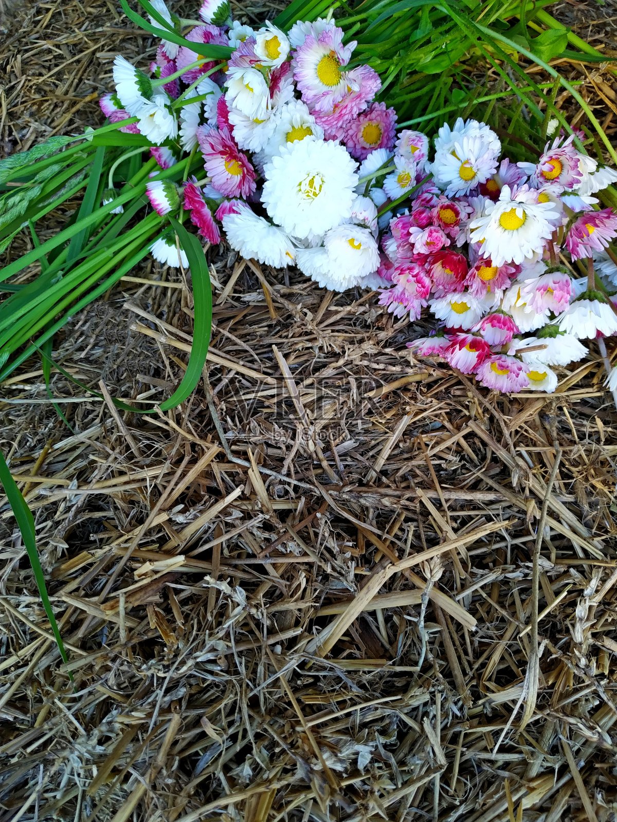 一个由白色和粉色雏菊组成的花圈躺在草堆上，旁边是刚摘下来的长草照片摄影图片