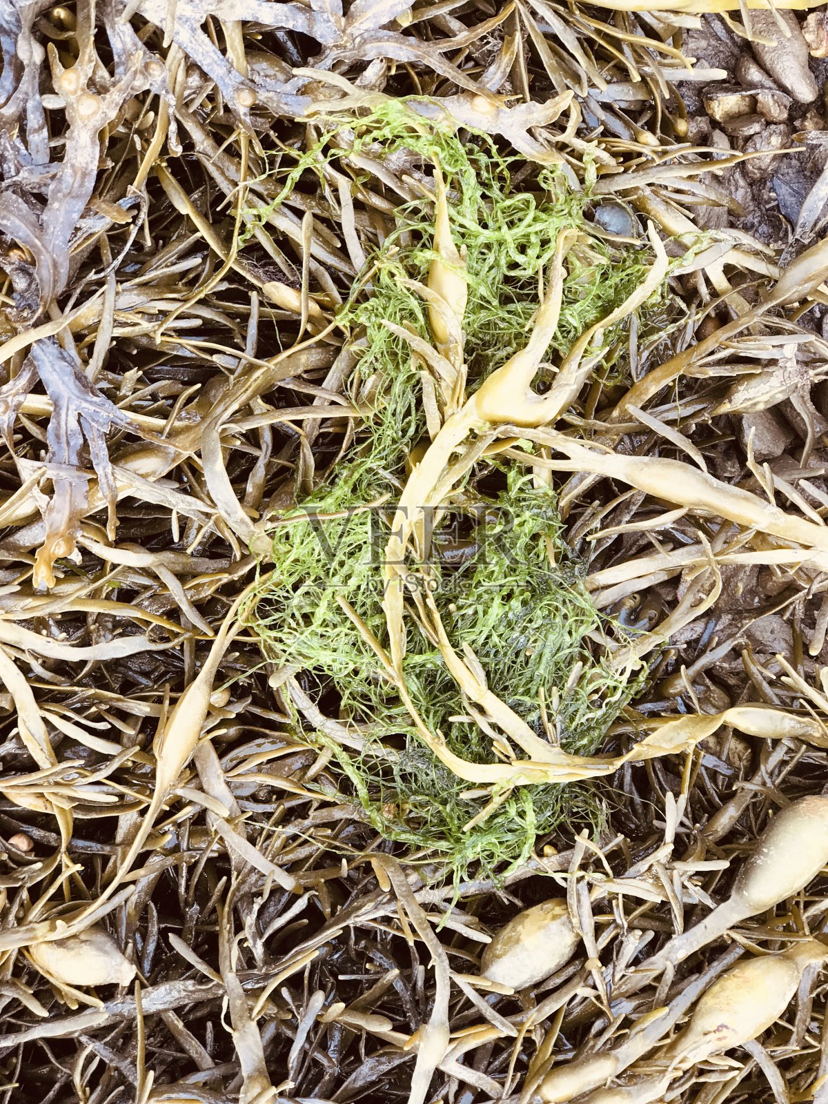 海带沙拉照片摄影图片