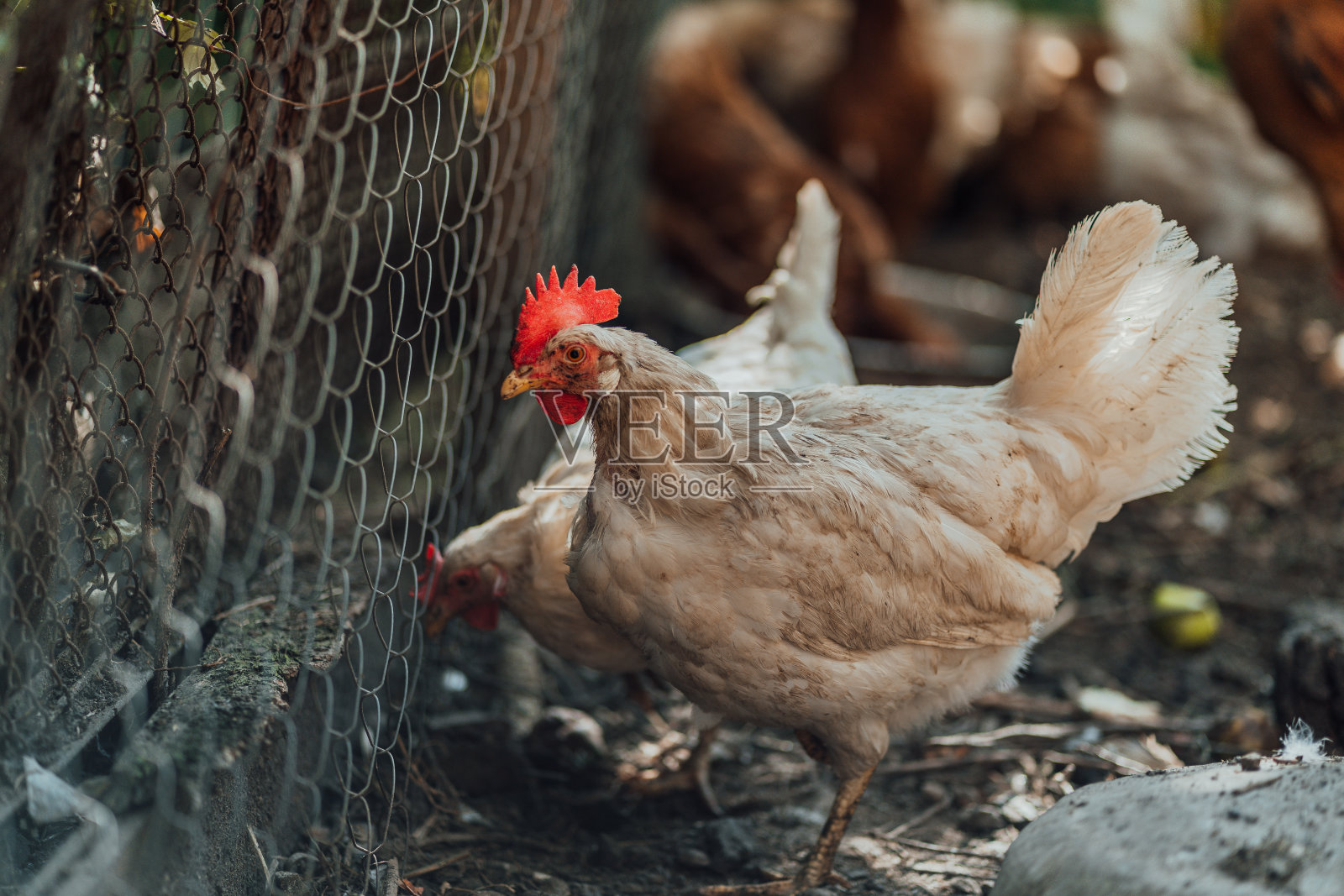 圈养在干草上的鸡。夏天，农场里的白母鸡在一堆干草上散步照片摄影图片