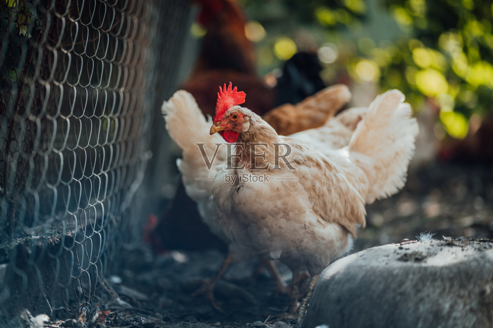 圈养在干草上的鸡。夏天，农场里的白母鸡在一堆干草上散步照片摄影图片